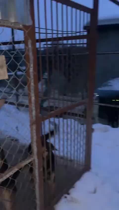 приют для животных лохматая душа. луганский приют помоги другу. валентина силич приют. приют лохматая душа чеховский район. ротвейлер в ветклинике.