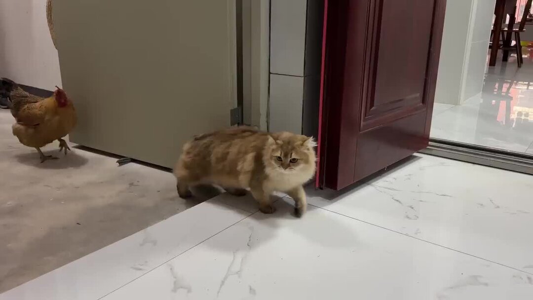 кот какает. котенок в туалете. как ходят кошки видео. кот уходит на задних лапах. поза кошки в лотке.