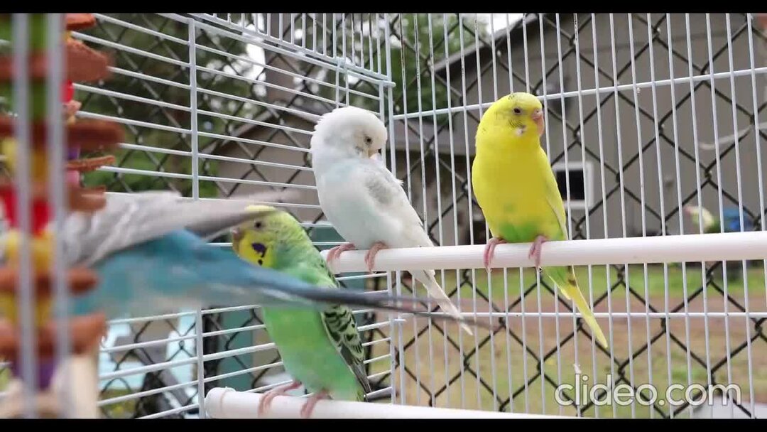 чириканье волнистых попугаев. волнистый попугайчик зеленый в клетке. волнистый попугайчик кеша. волнистый попугайчик в клетке. включить волнистых попугайчиков.