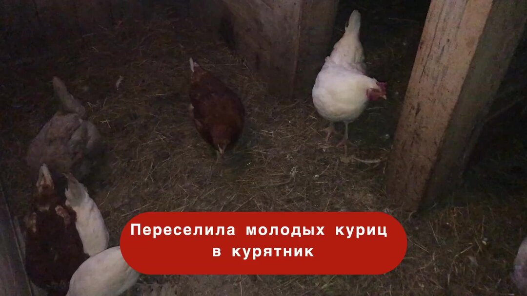 Разделение возрастных групп кур