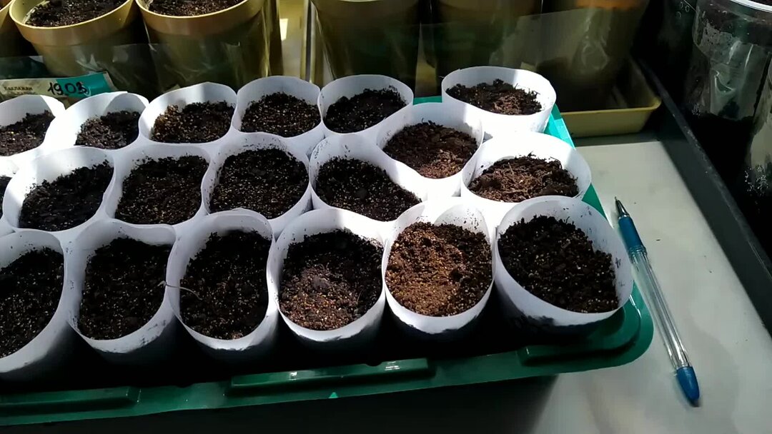 Глубина заделки семян таблица. Глубина заделки семян капусты. Сроки высадки семян на рассаду таблица. Схема высадки семян помидор на рассаду. Глубина посева семян овощных культур таблица.