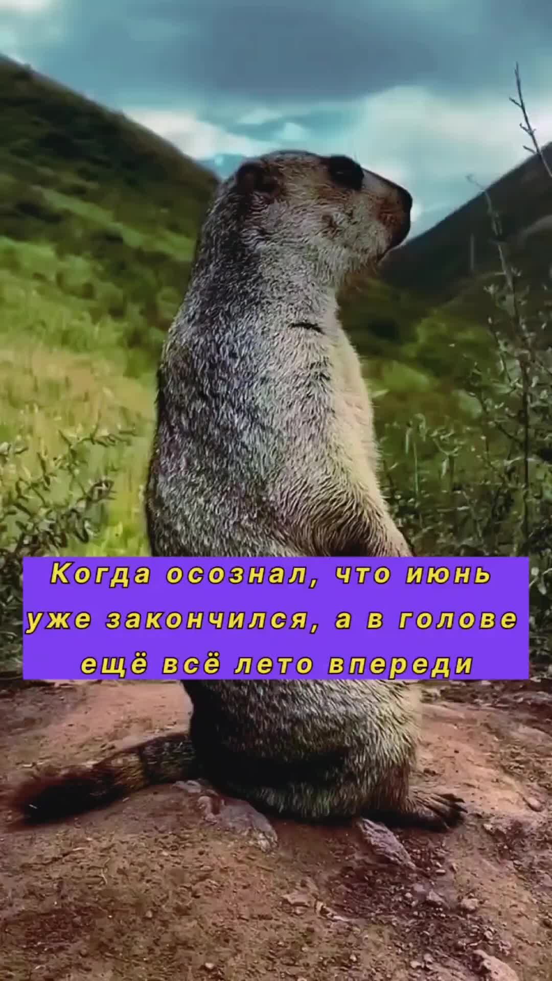 Беспрецедентно выросла зарплата бриллиантовая рука. Трамп в один дома 2. Вито корлеоне мем. Беспрецедентно выросла зарплата бриллиантовая рука. А вот оттуда.