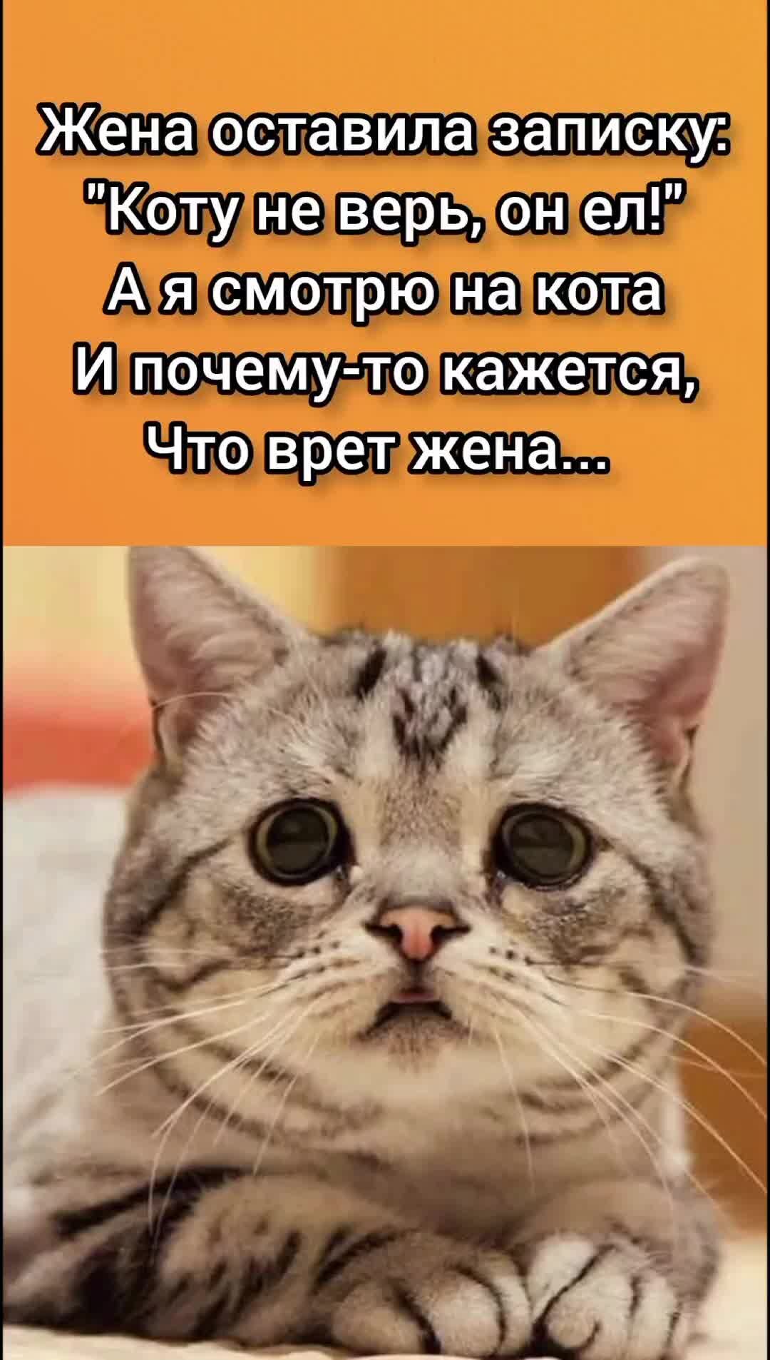 Грустный котик