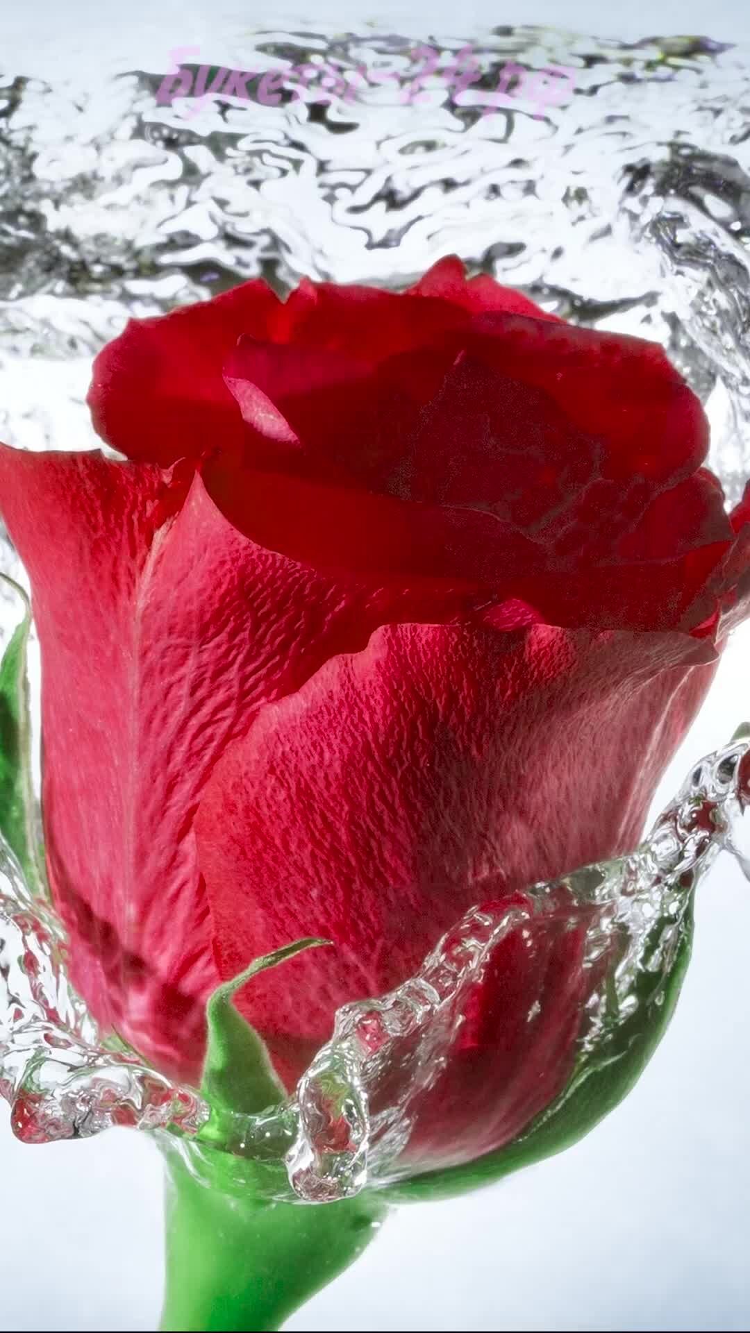 Цветы в воде картинки