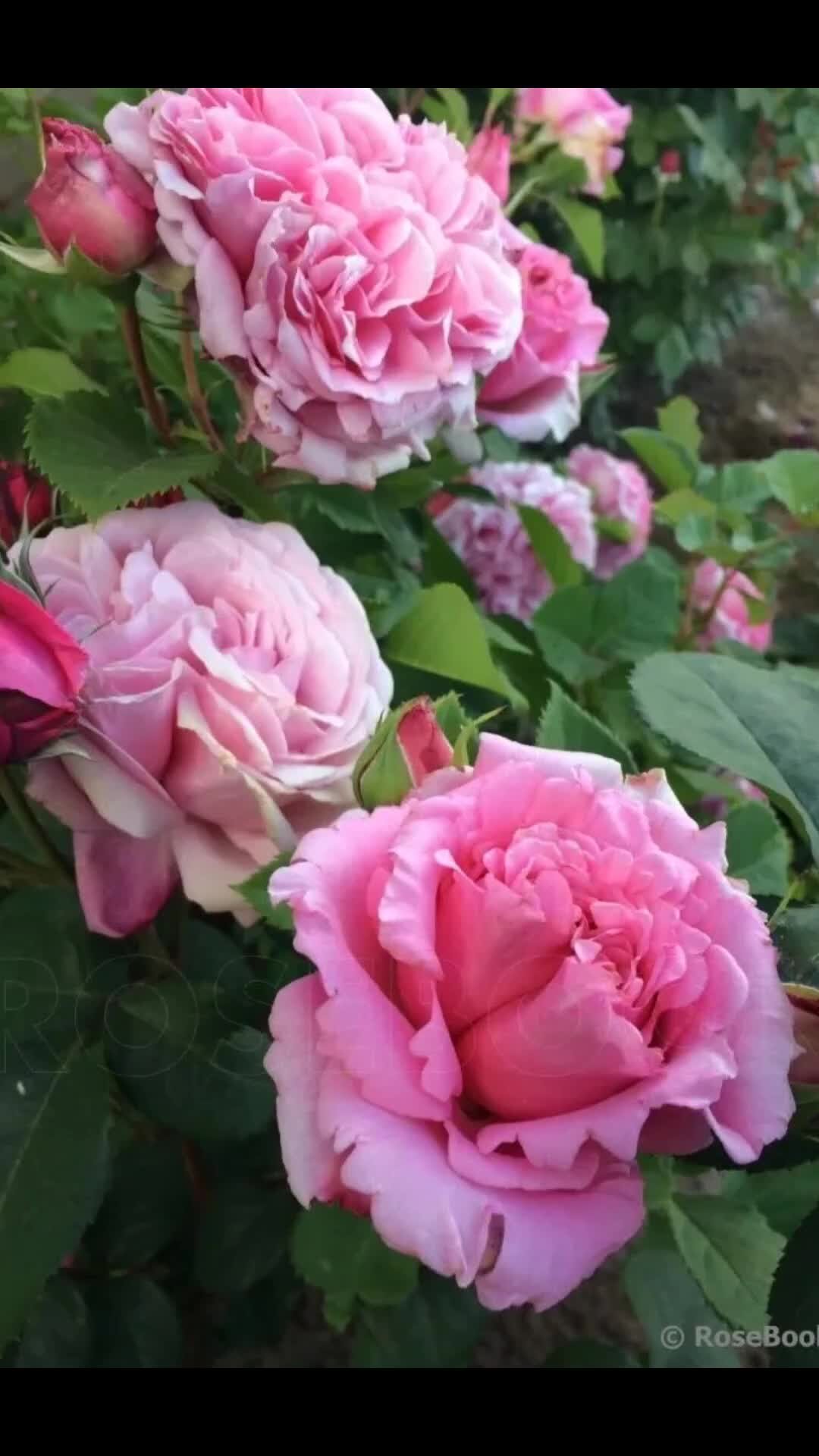 Семена роза плетистая бьянвеню в Москве