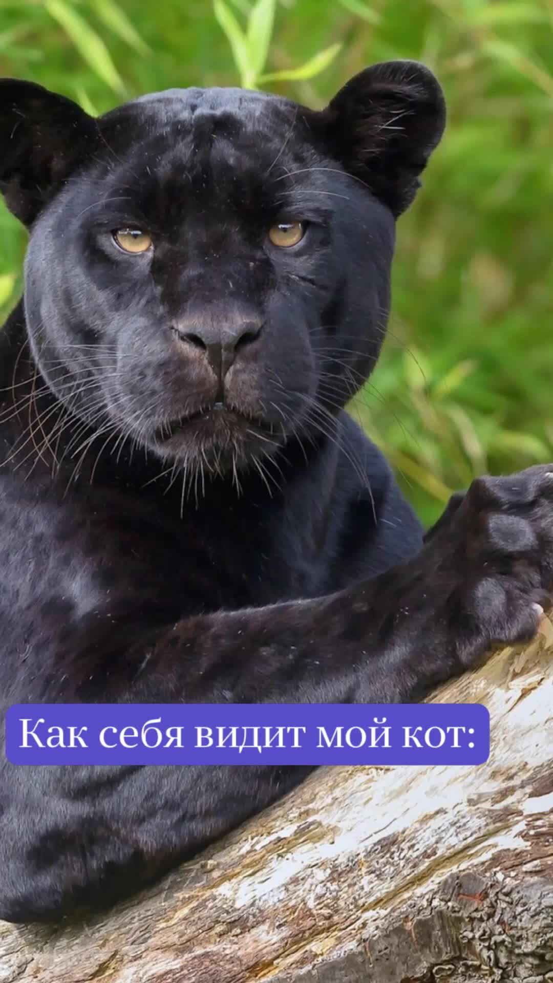 Толстая пантера