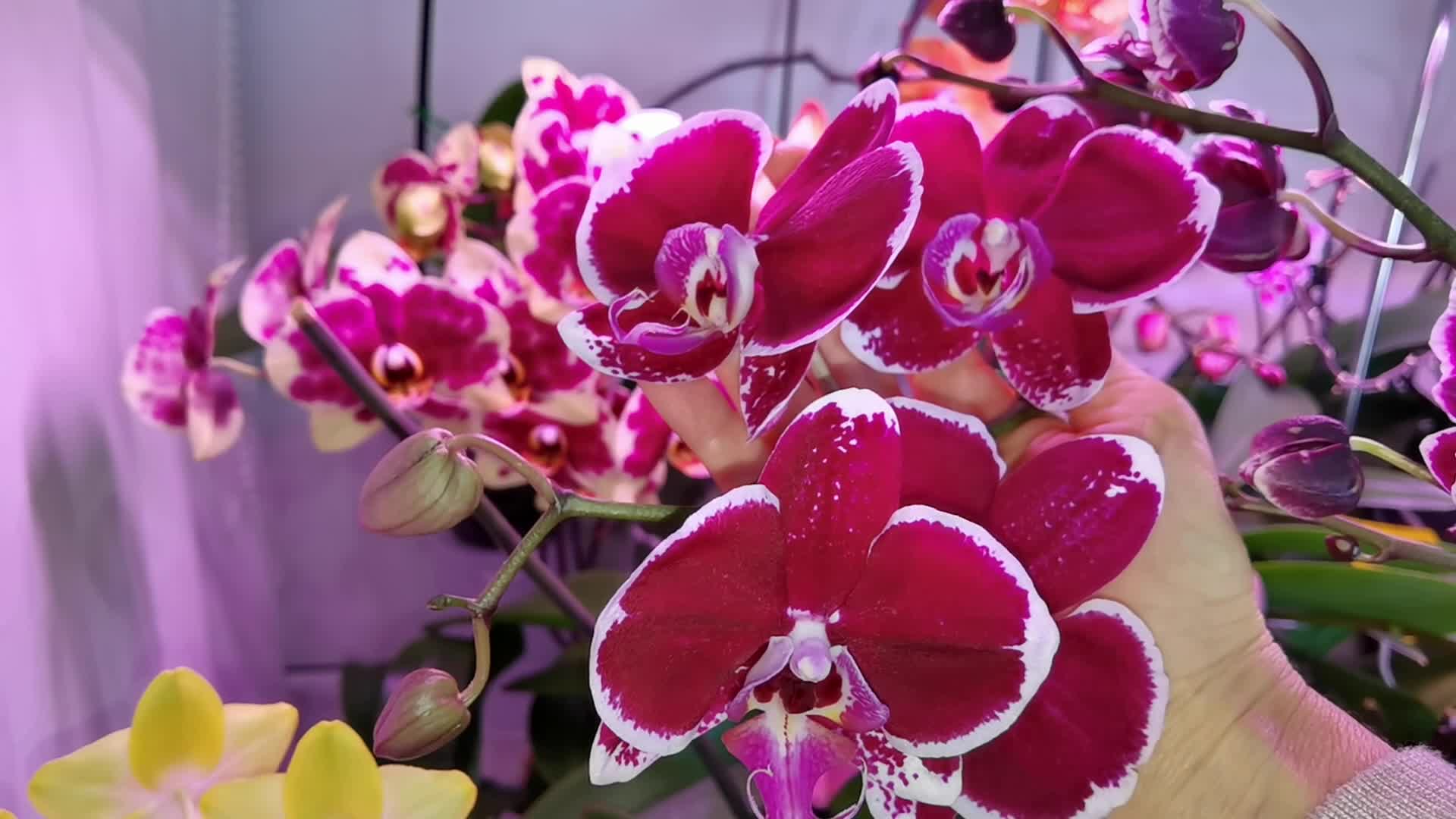 орхидея интрига голландия