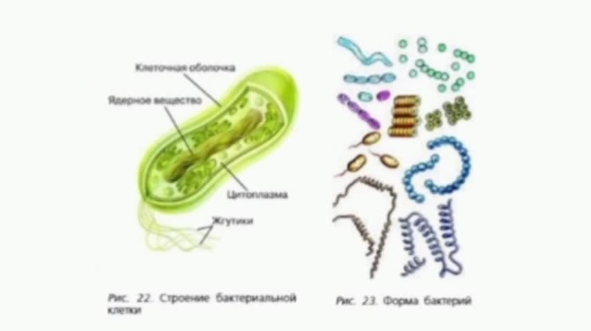 Разнообразие форм бактерий 5 класс биология. Строение и формы бактерий. Строение и формы бактерии 5 класс биология. Разнообразие клеток бактерий 5 класс биология. Строение бактерии 6 класс.