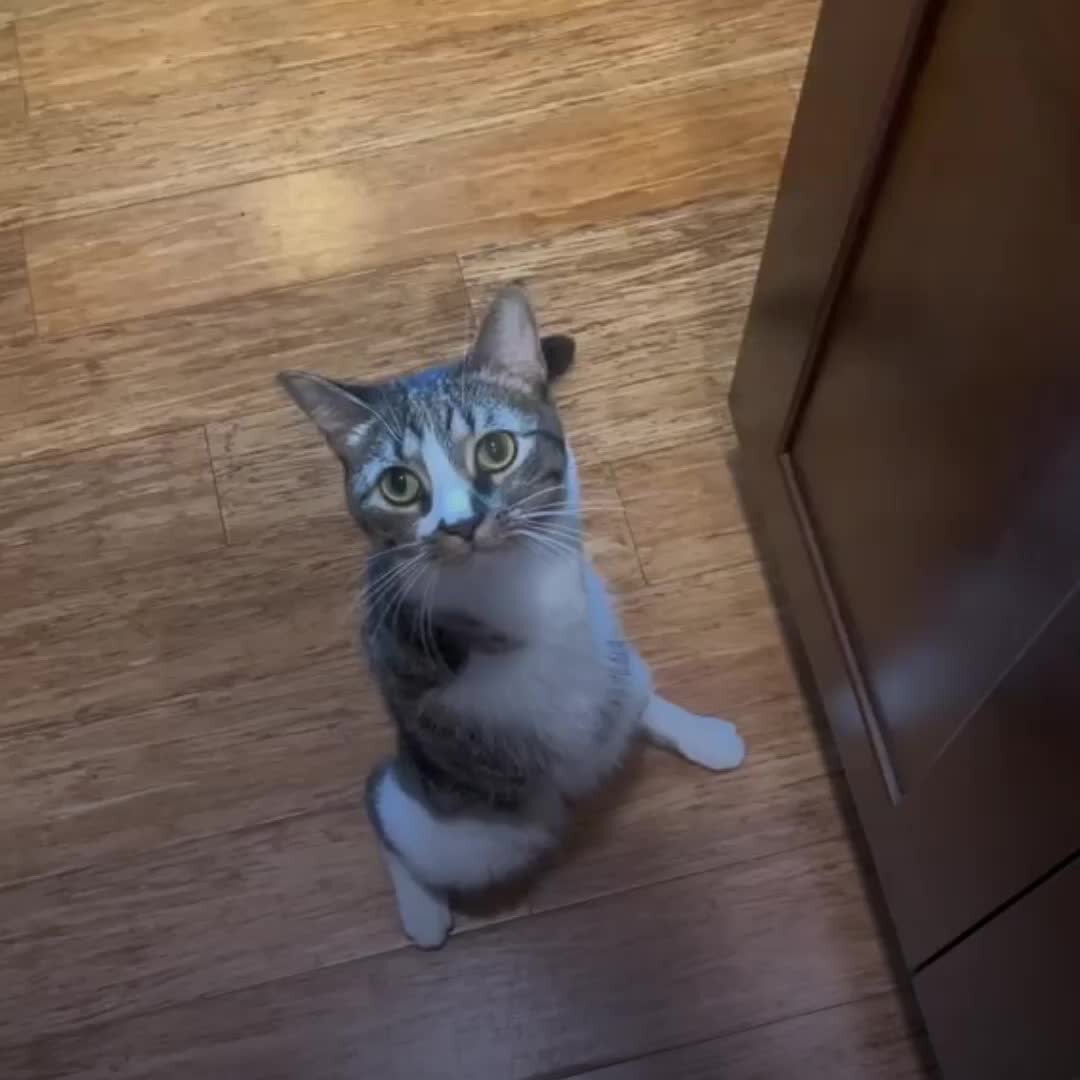 Алекс кот без лап. Алекс кот без лап