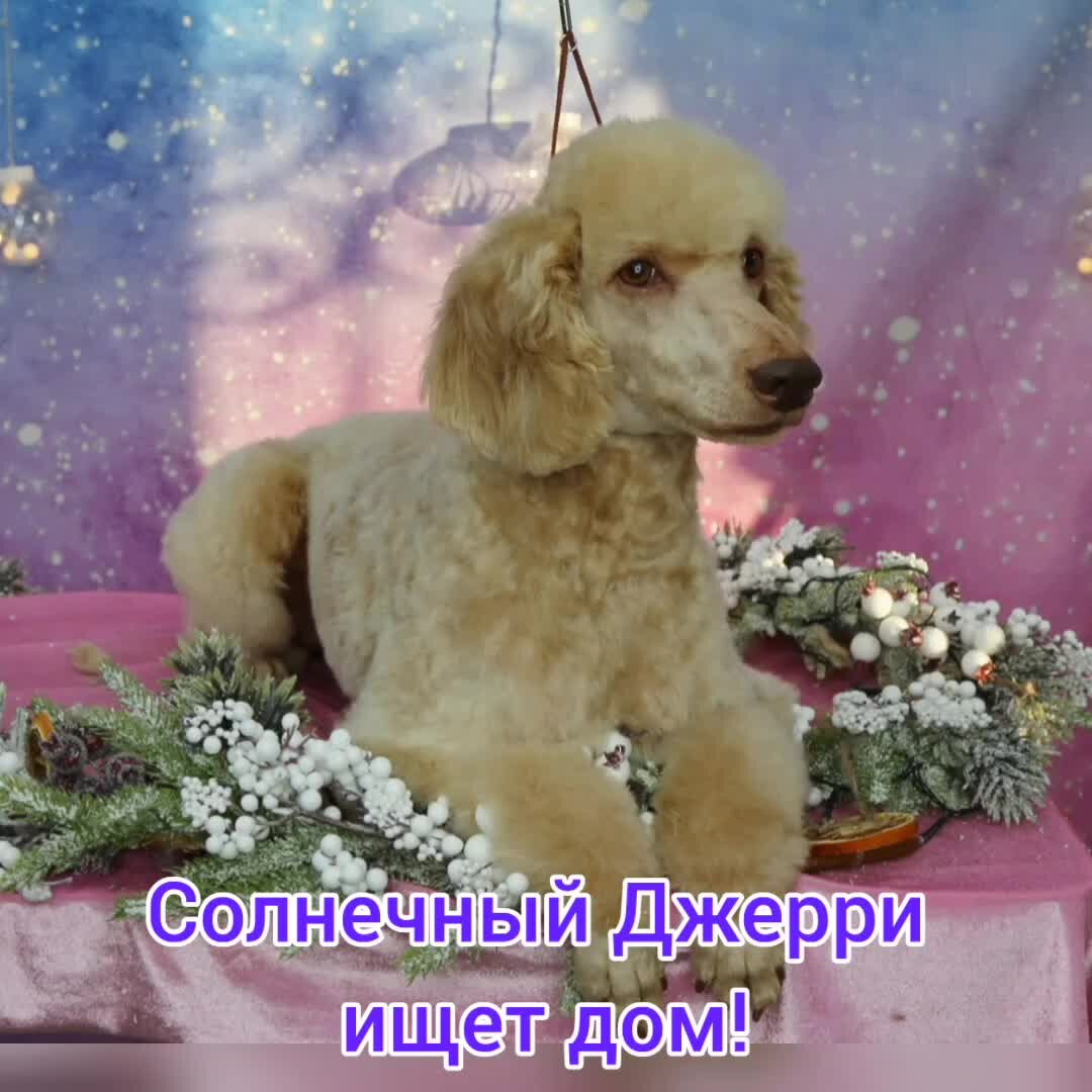 черный пудель. добрый пудель. кокер пудель белый. карликовый померанский пудель. кучерявый пудель малый.