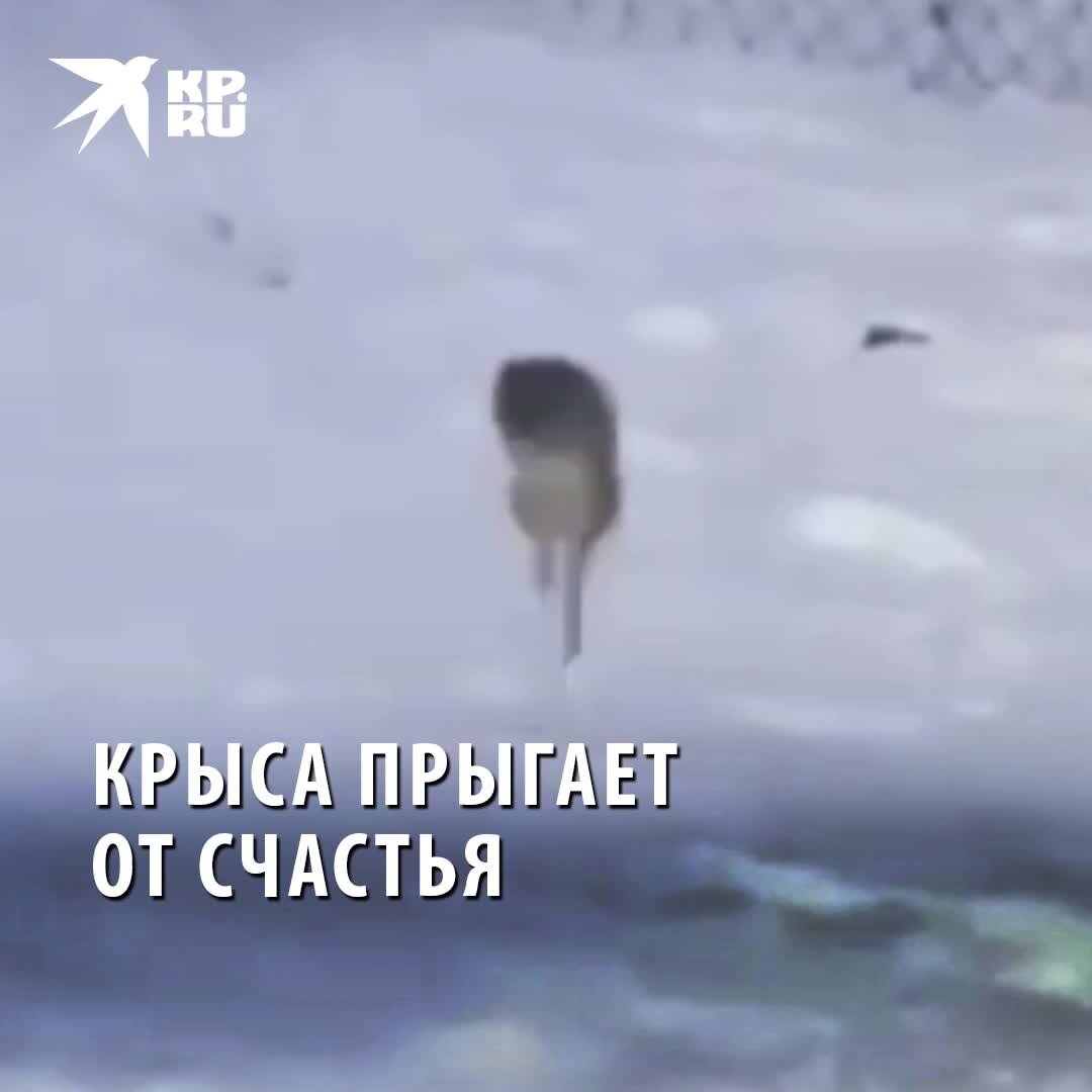 Почему крыса прыгает. Крыса прыгнула на человека. медведь прыгает от счастья.