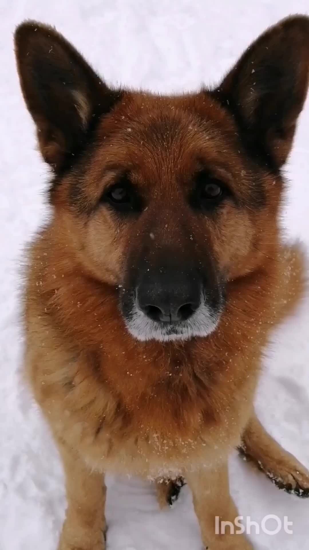 Немец Гросс🐶 | Гроссу исполнилось 7лет! 🎉7лет пролетели как один день, и  когда вырасти то успел 😄 Он для нас не просто собака, он настоящий друг и  член нашей семьи ❤️ и