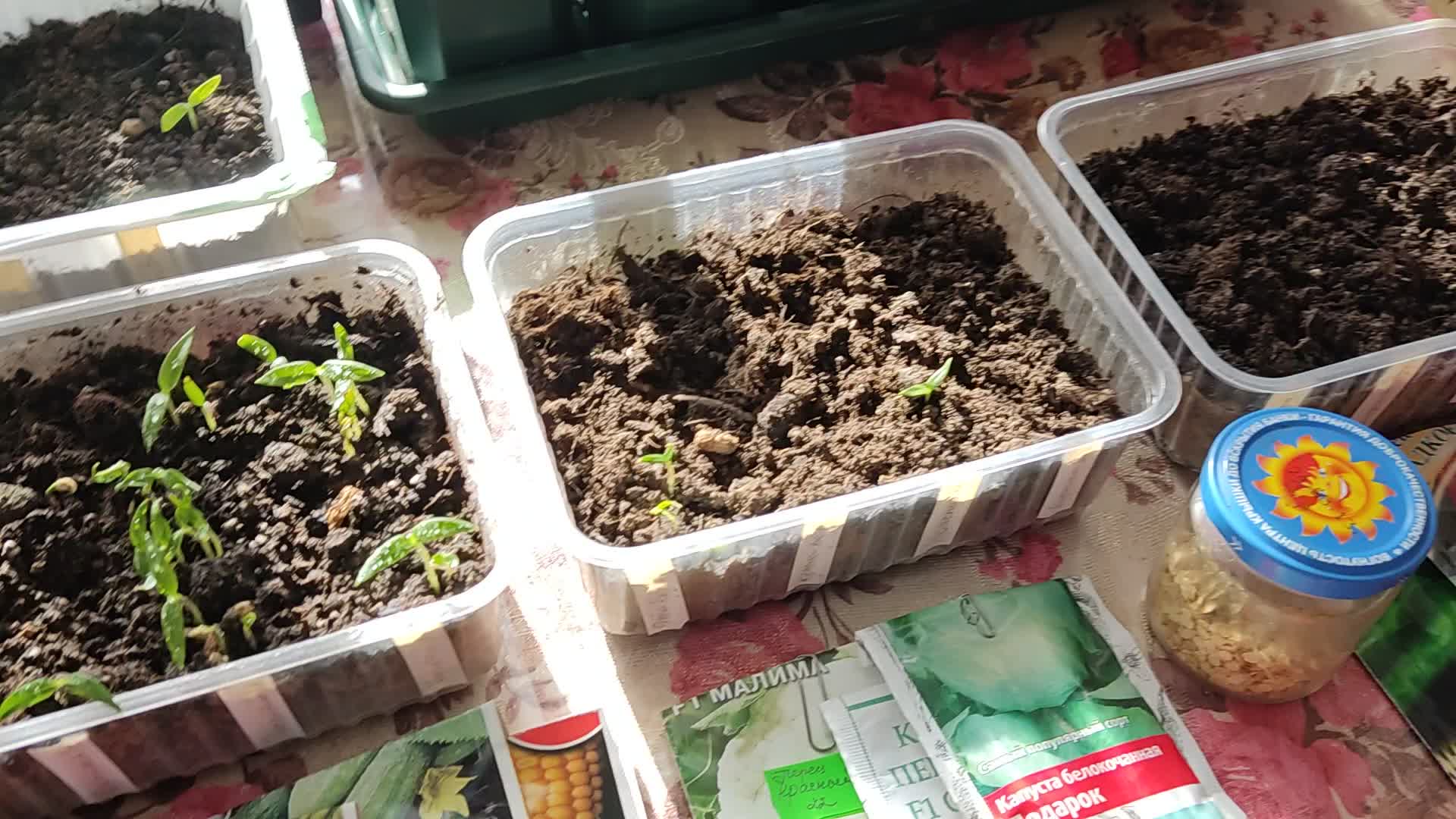 рассада перца всходы.