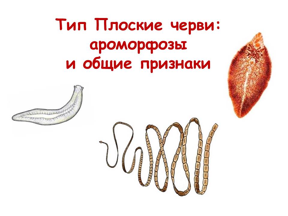 Лестничные черви. Плоские черви ароморфозы. Ароморфозы плоских червей. Плоские черви ОГЭ биология.