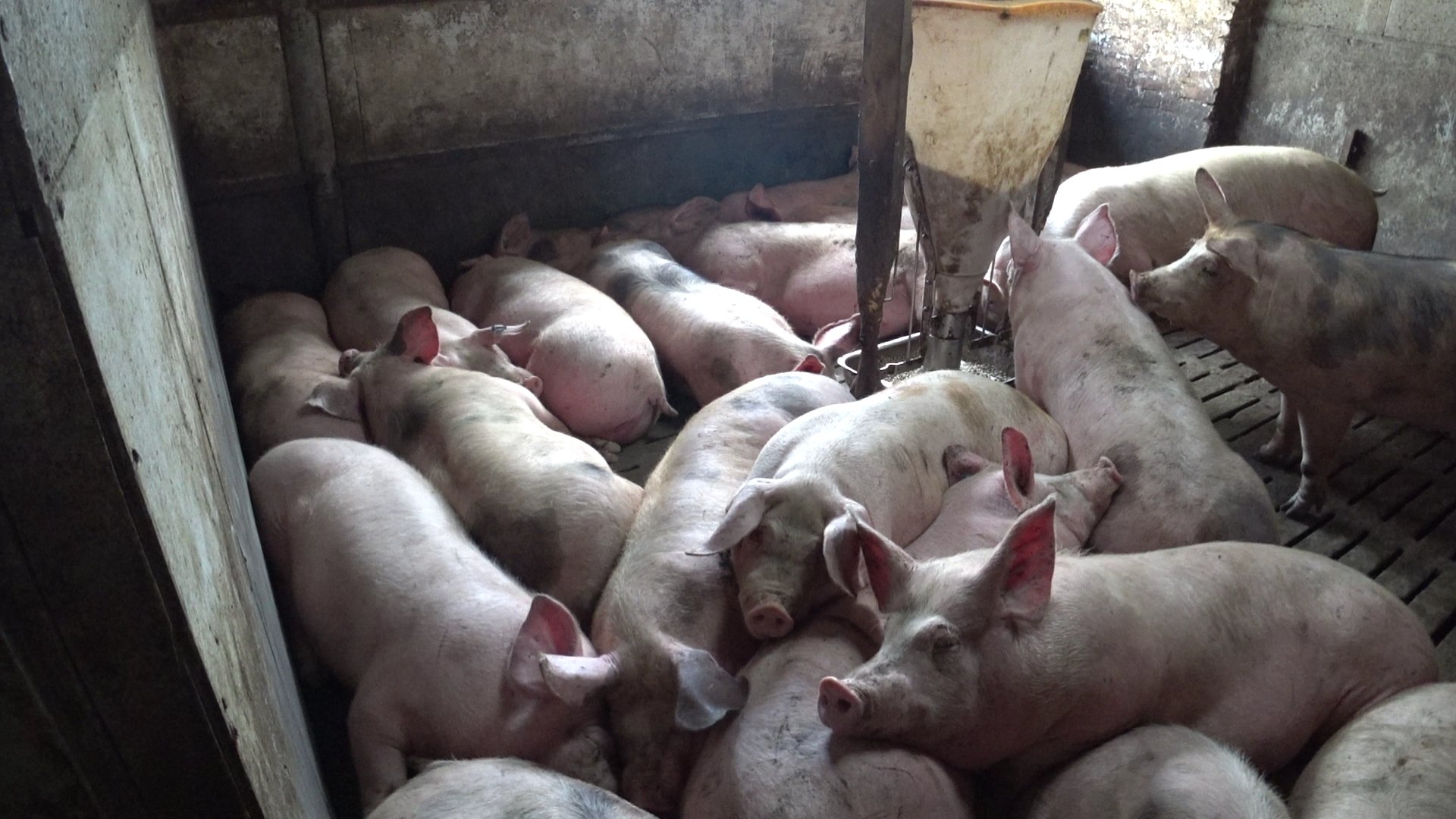 Свиньи на участке. Выбраковываются поросята с весом. Отход в поросенке от живого веса до. Участок надгортанника у свиней.