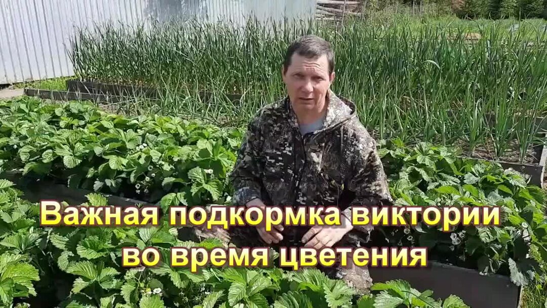 Важная подкормка виктории во время цветения | Огород - сад Медведевых ...