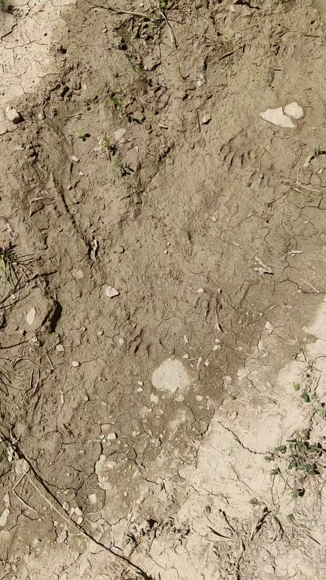 Сукко?Градъ | Следы невиданных зверей на дороге после дождя в Сукко | Дзен