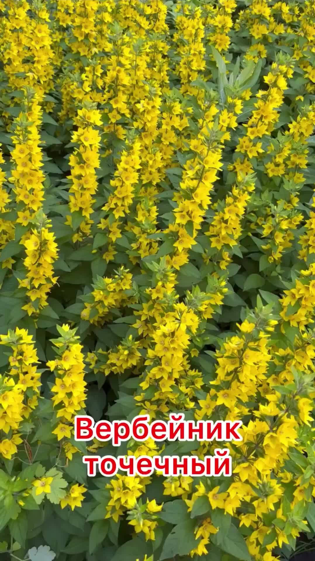 Вербейник эфемерный