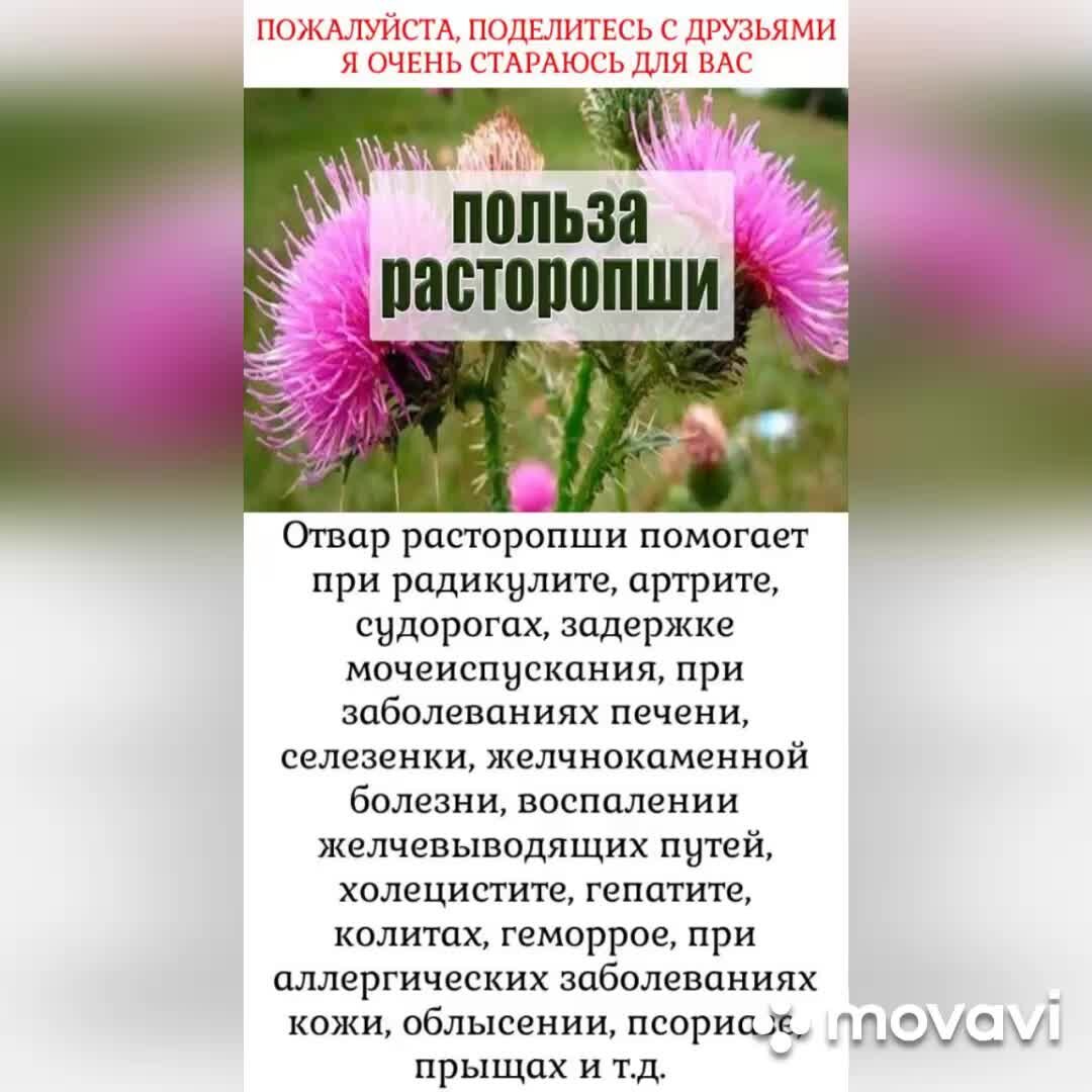 Семена расторопши для похудения. Травяной сбор расторопши. Лекарственные растения расторопша. Семена расторопши как принимать. Польза семян расторопши для организма.