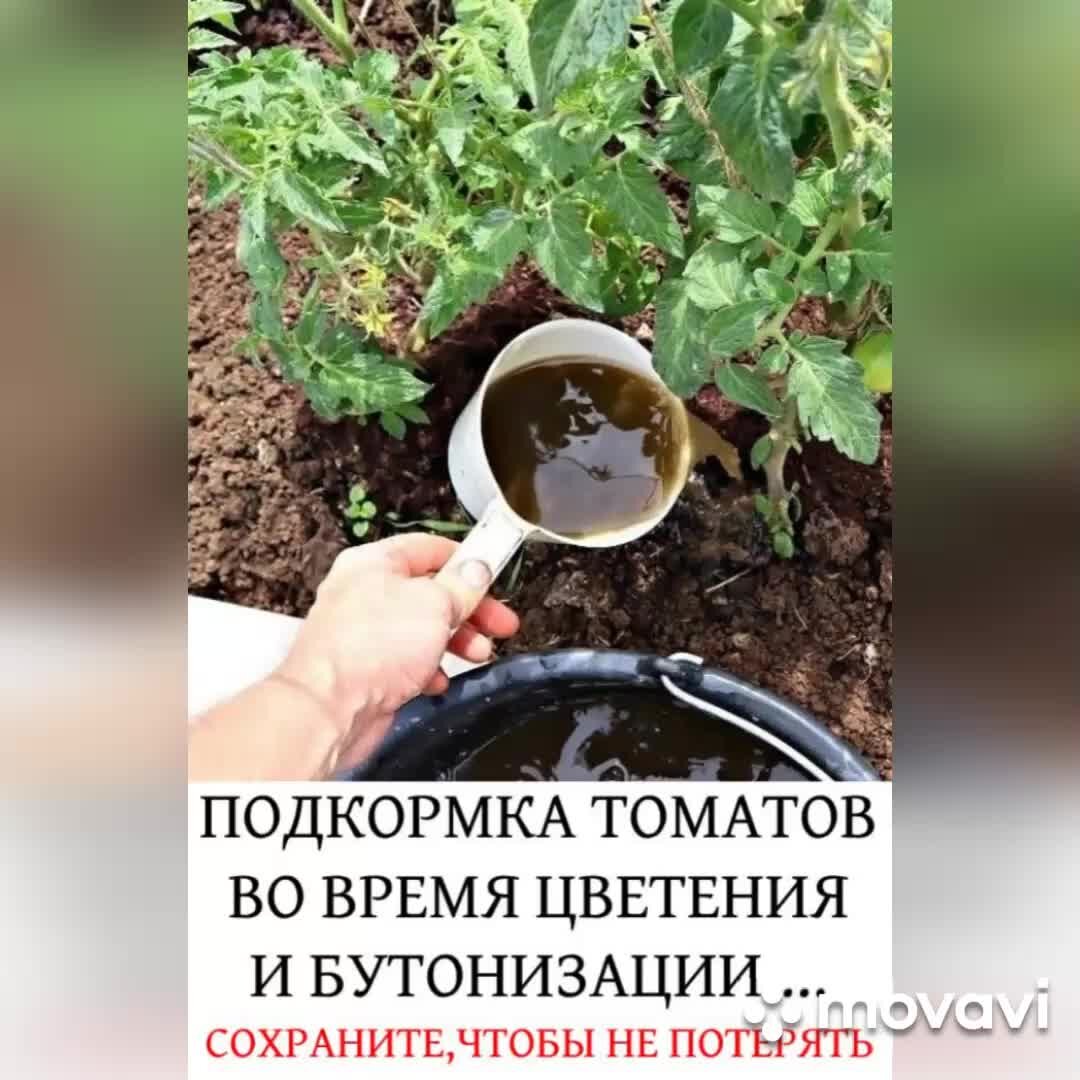 Как часто поливать помидоры во время цветения