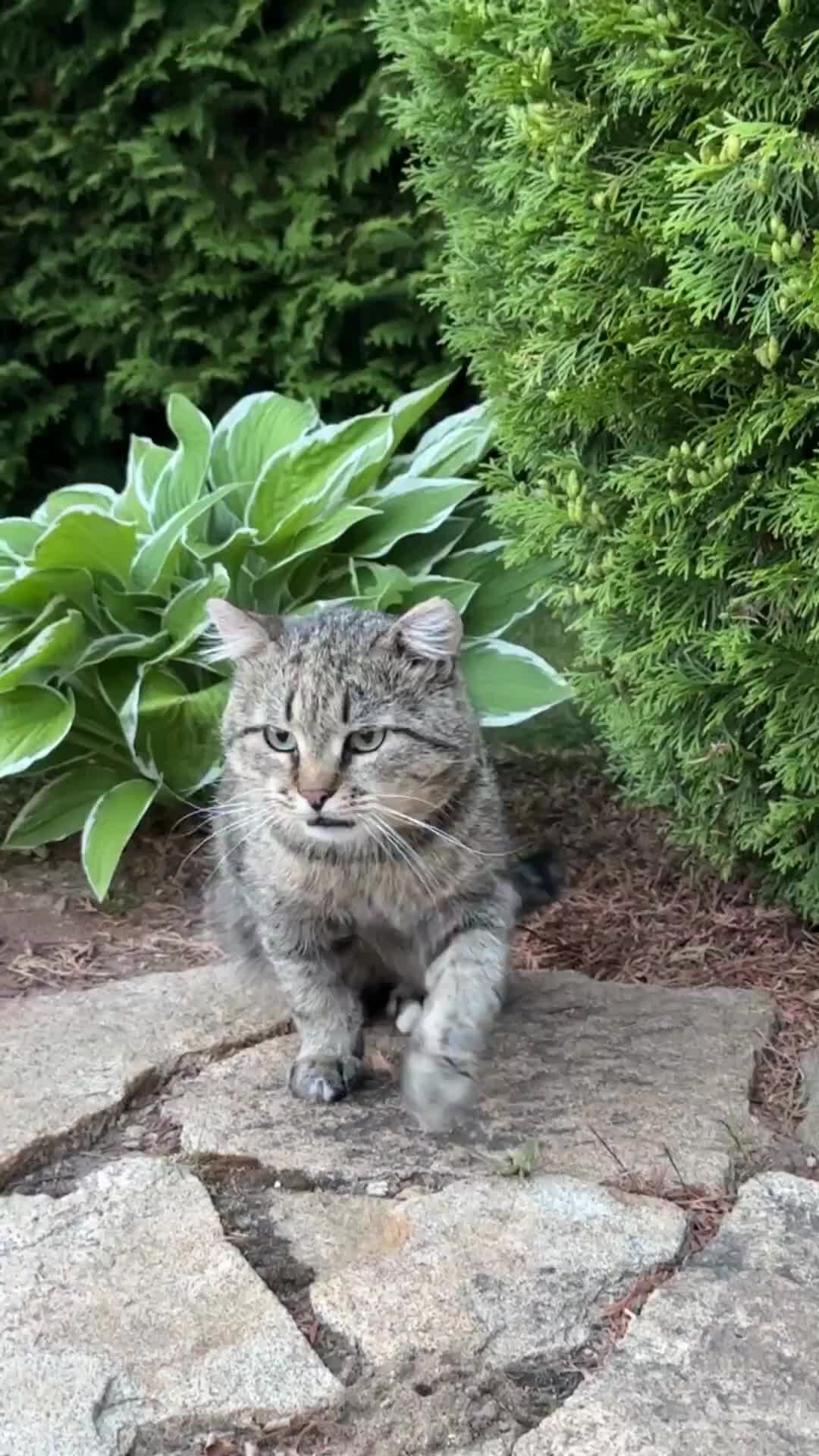 Кот Барсик и Таня ЖМЯКАТЕЛЬНЫЙ КОТИК #барсик #милыекотики Дзен