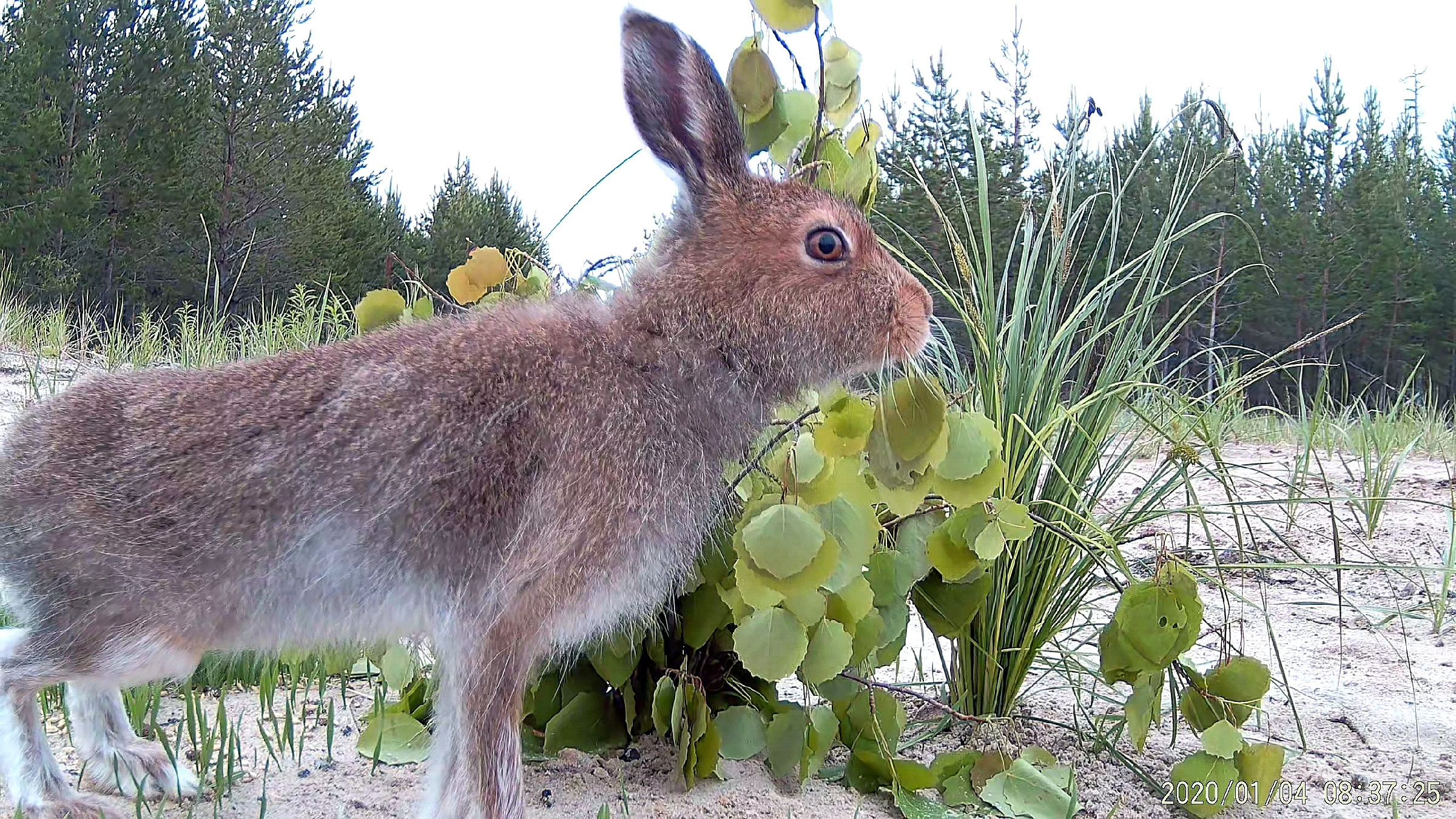 Злые ли зайцы беляки. Макс заяц 2023. Кемеровская область Зайцев в 2023 году. Охота Оренбургской области в 2023 на зайца.
