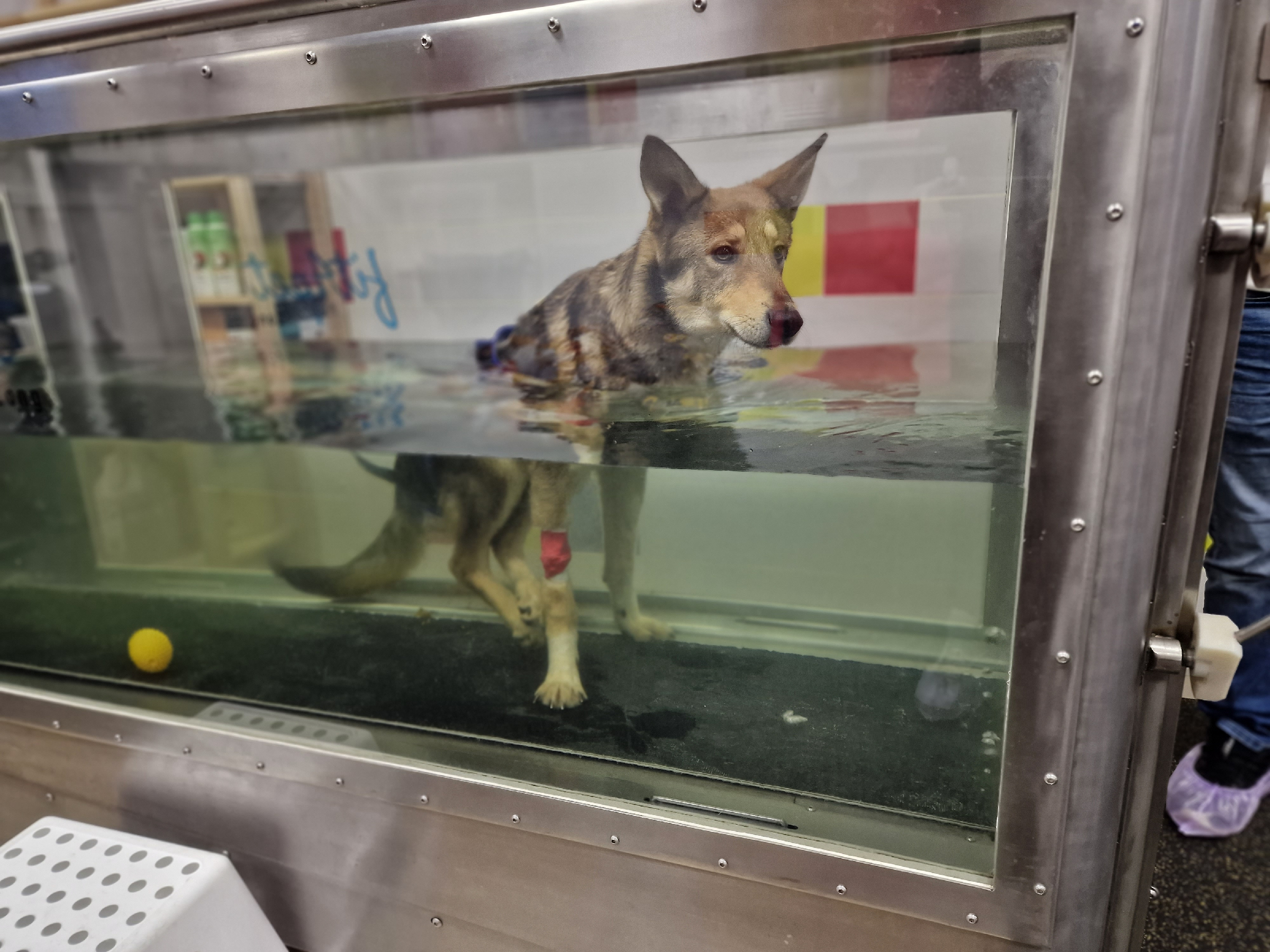 Спасение животных нск. Спасение животных нск. У бога нет других рук кроме твоих с животными картинки. Приют для животных дари добро новосибирск. Ребенок спас котенка.