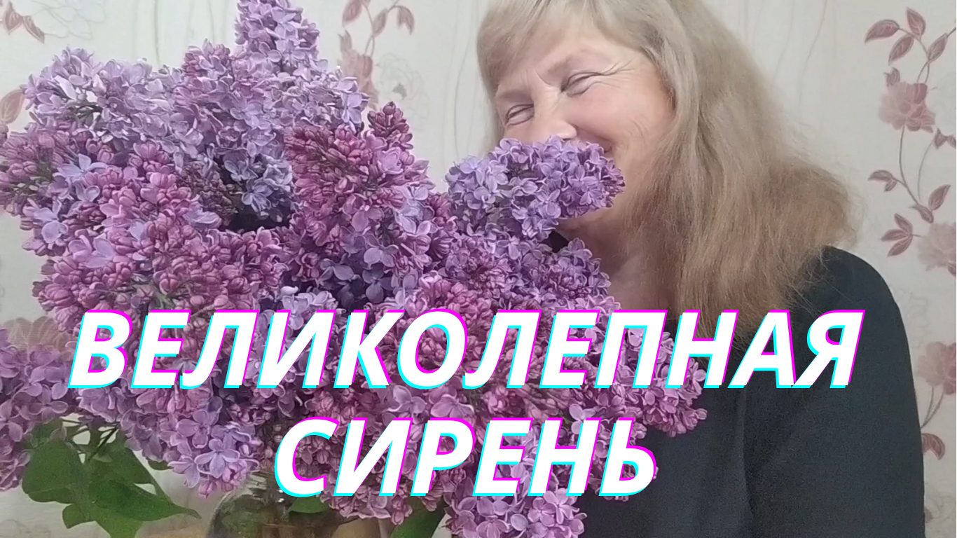 Облако проплыло сирень цвела. Цветет сирень Кучин текст. Обрезать сирень сильно. Сирень цветет и холодно прикол.