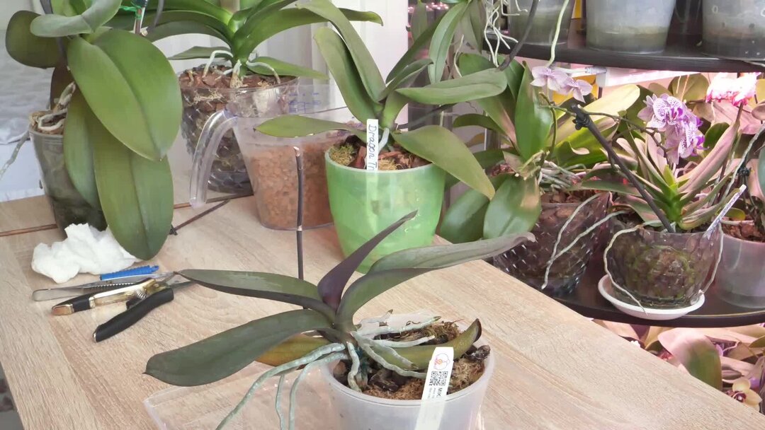 орхидея корень зла примета