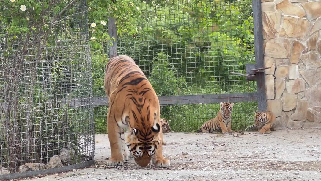 лев напал на женщину в парке тайган. олег зубков тайган семья. тайган тигры. шерхан и асада тайган новое. шерхан и асада тайган новое.
