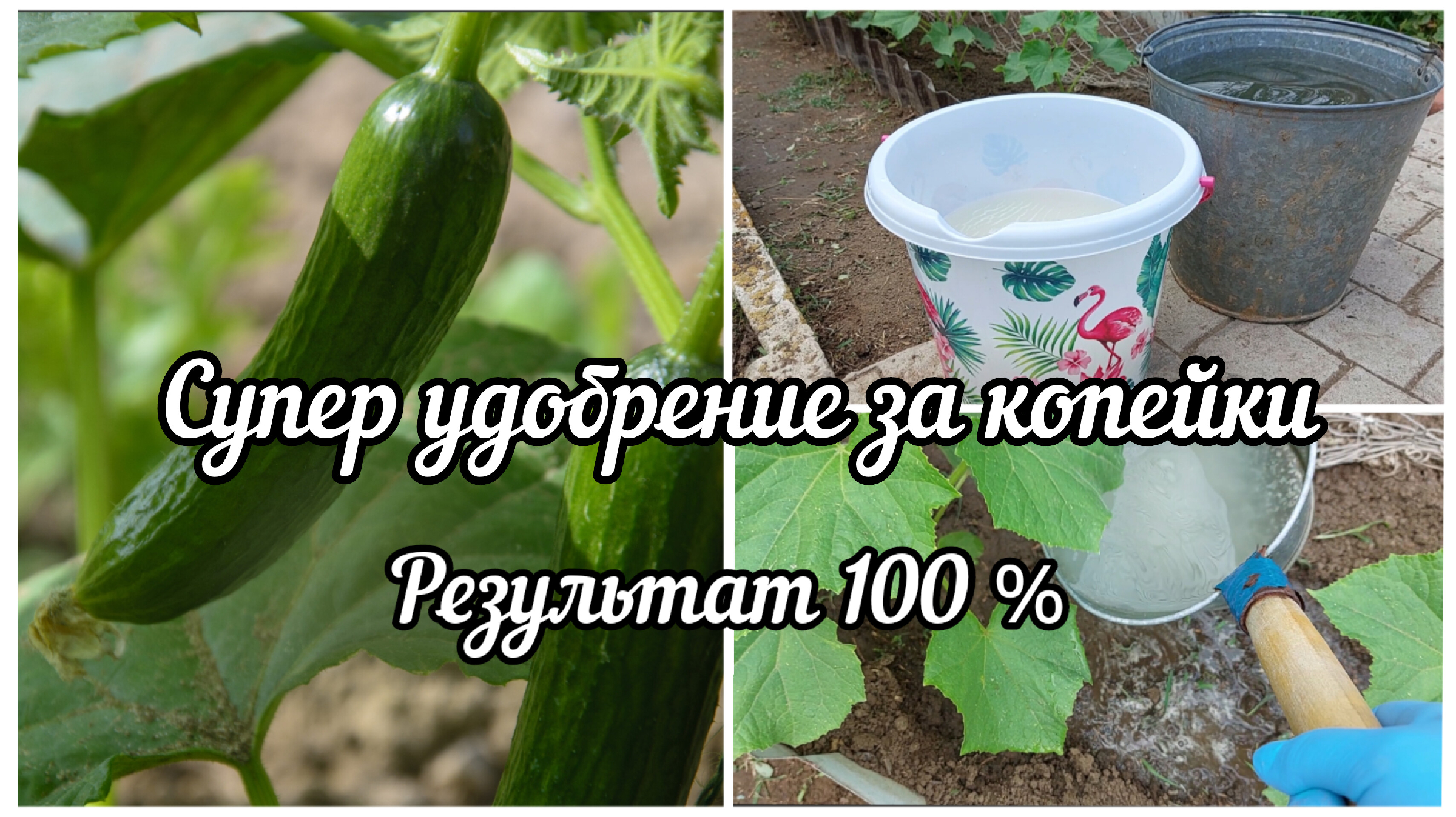 Как подкормить огурцы крахмалом. Удобрение для огурцов. Подкормить огурцы в открытом грунте. Пoдкapмливaйте oгуpцы. Хорошее удобрение для огурцов.
