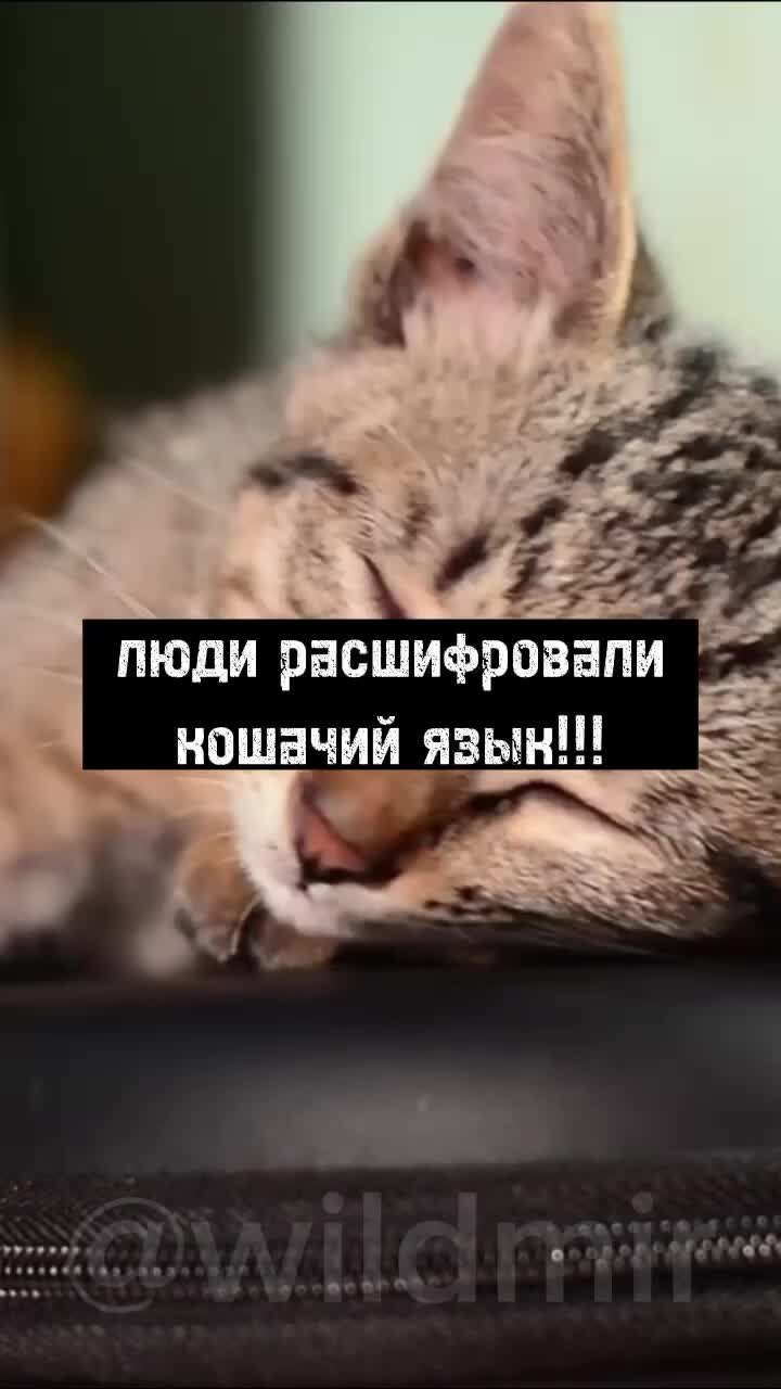 Как выучить кошачий язык