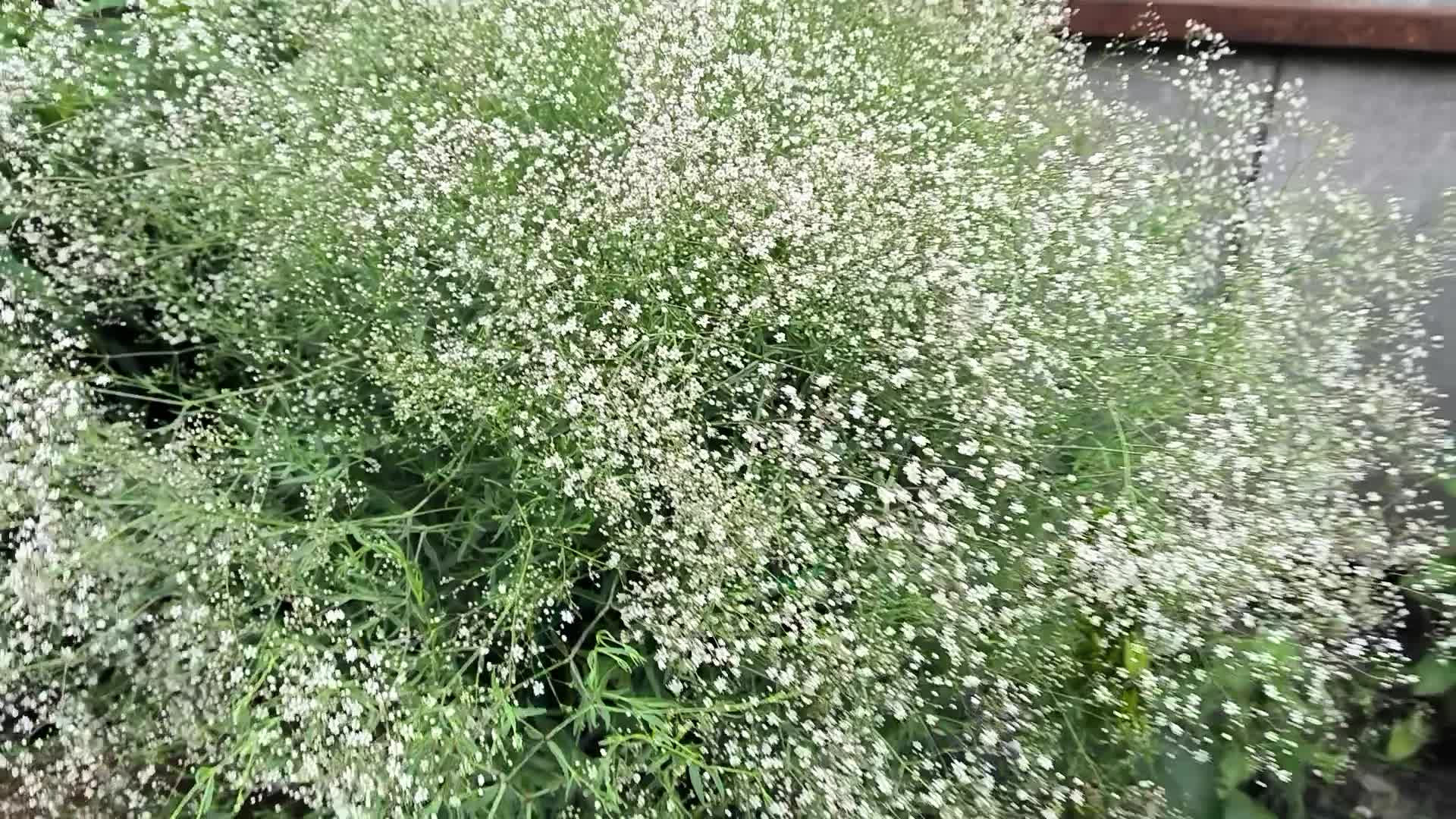 Гипсофилы куст