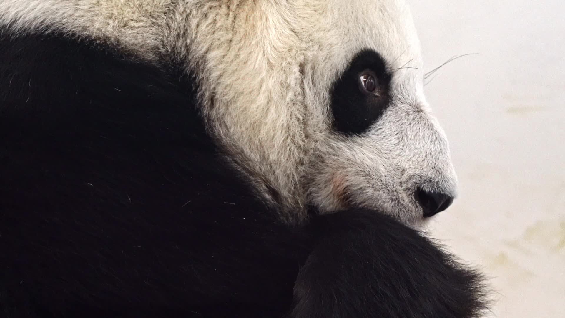 Московская панда с детенышем