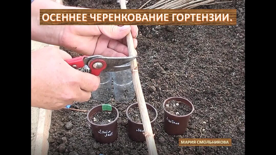 Как черенковать гортензию метельчатую осенью правильно. Как черенковать гортензию метельчатую осенью правильно. Черенки метельчатой гортензии. Отводок метельчатой гортензии. Как черенковать гортензию метельчатую осенью правильно.