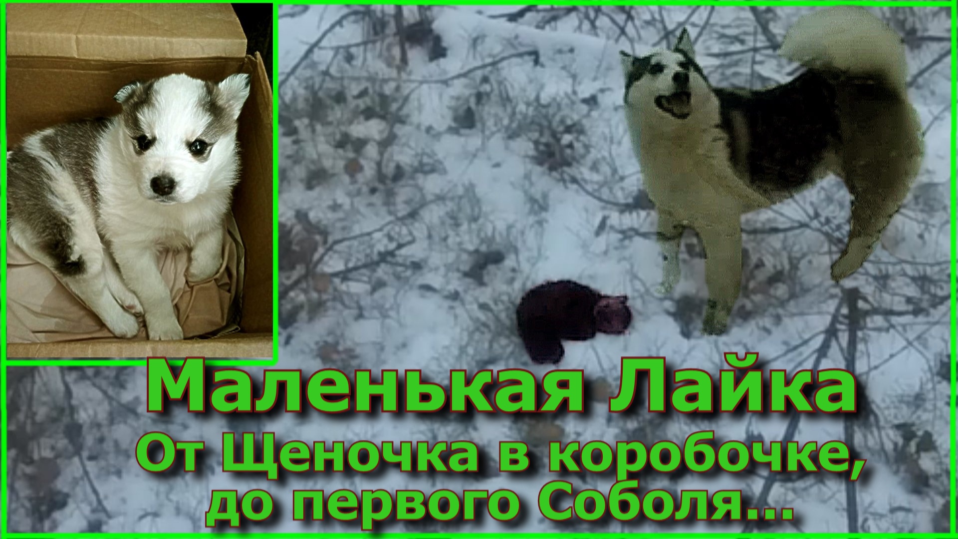 Мини лайка