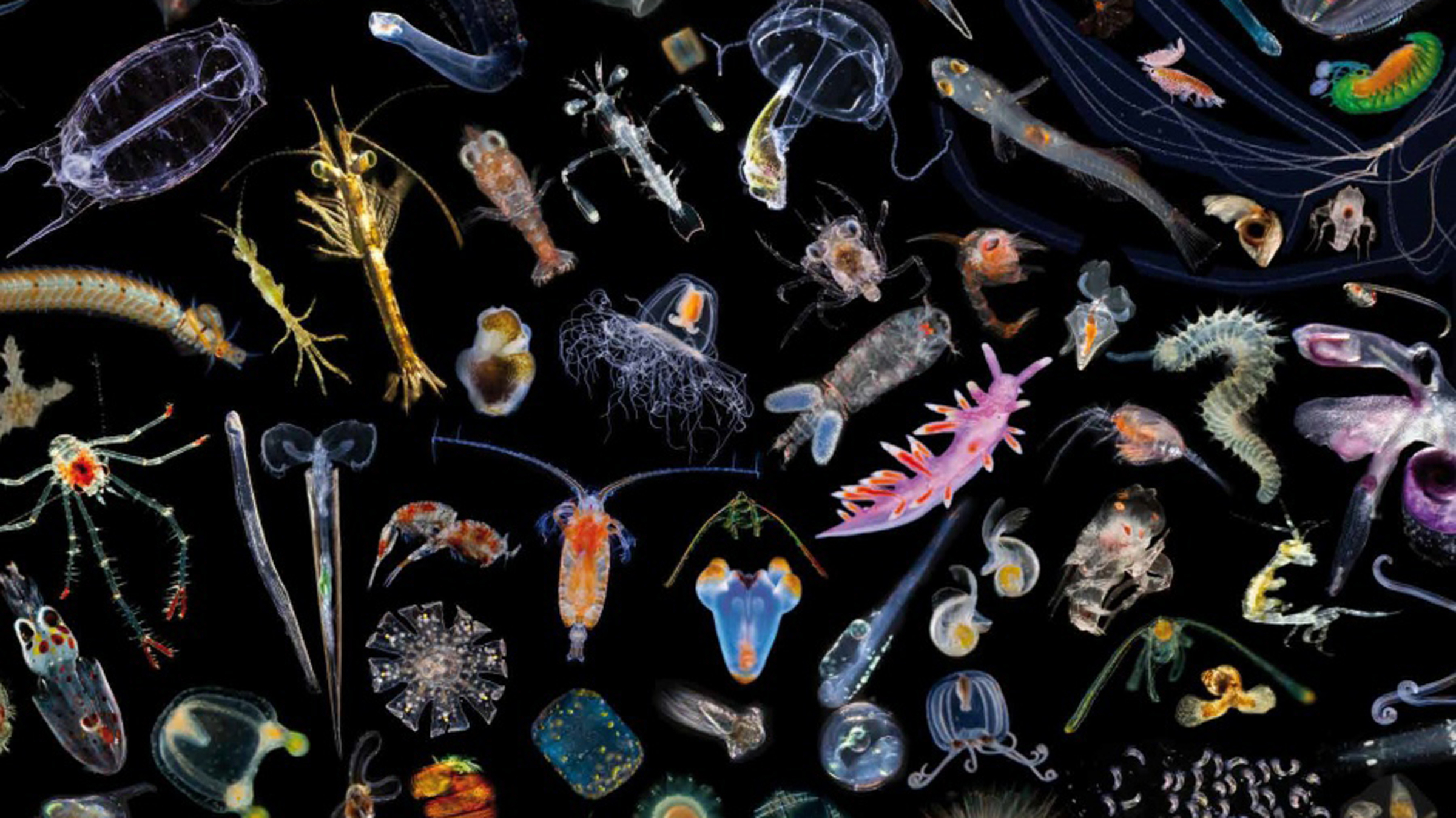 Мелкий зоопланктон. Зоопланктон зоопланктон. Зоопланктон и фитопланктон. Зоопланктоны ракообразные. Рачки планктон.