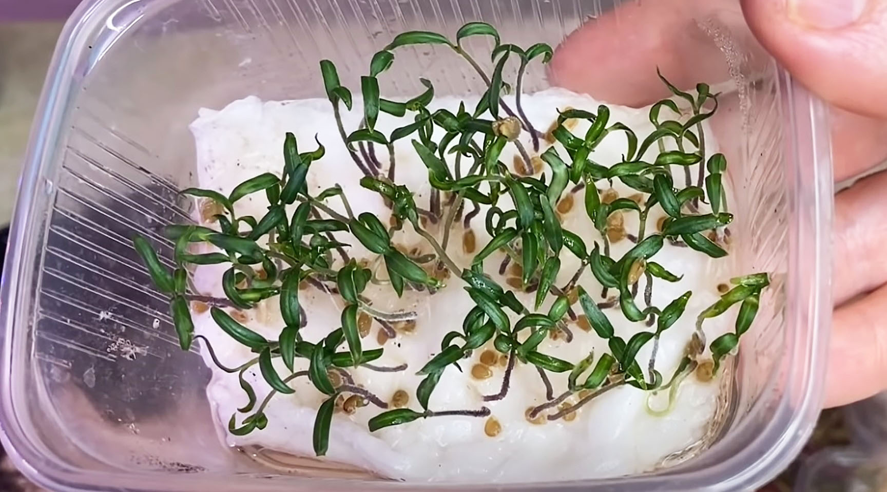 Как быстро прорастить семена перца на рассаду