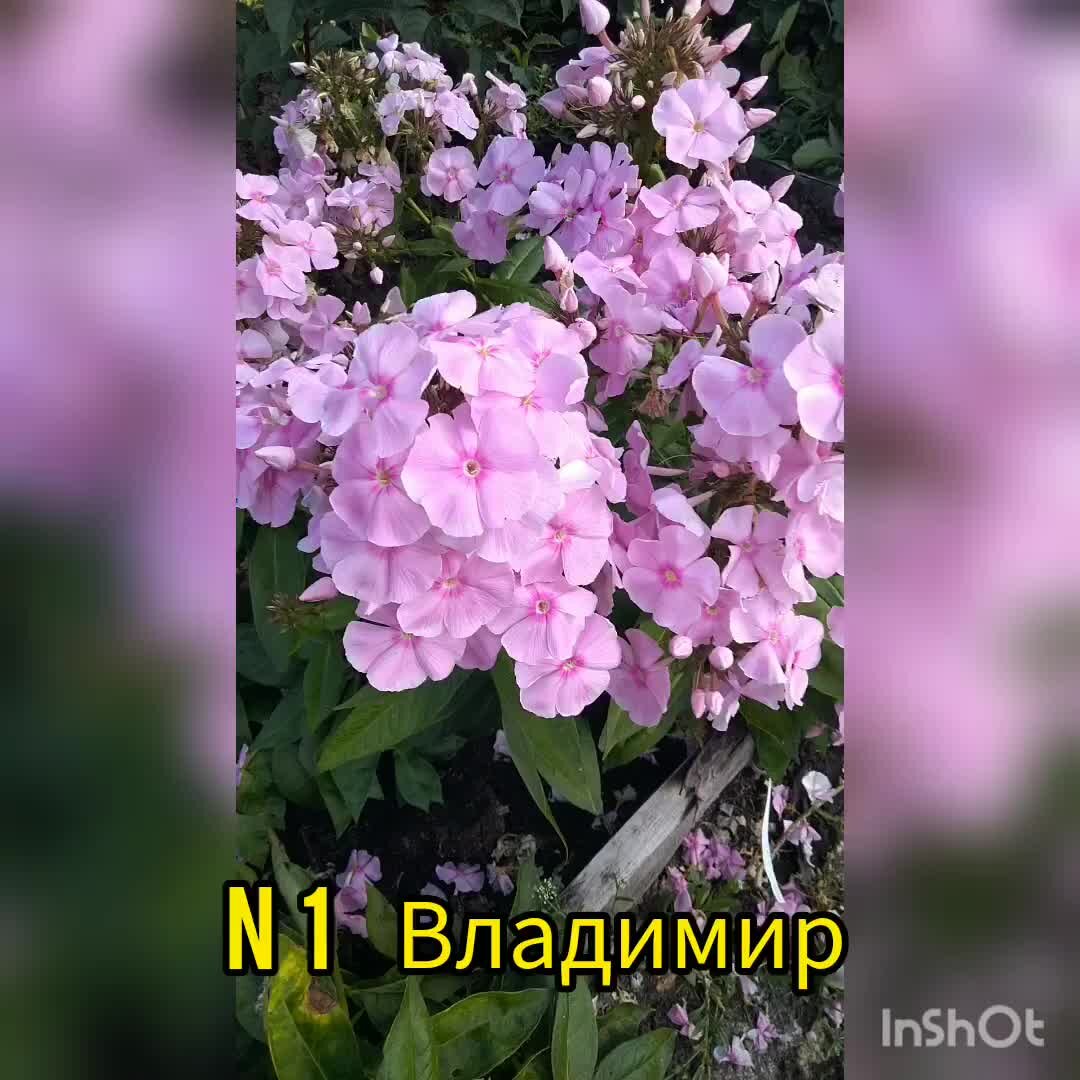 Флокс пина