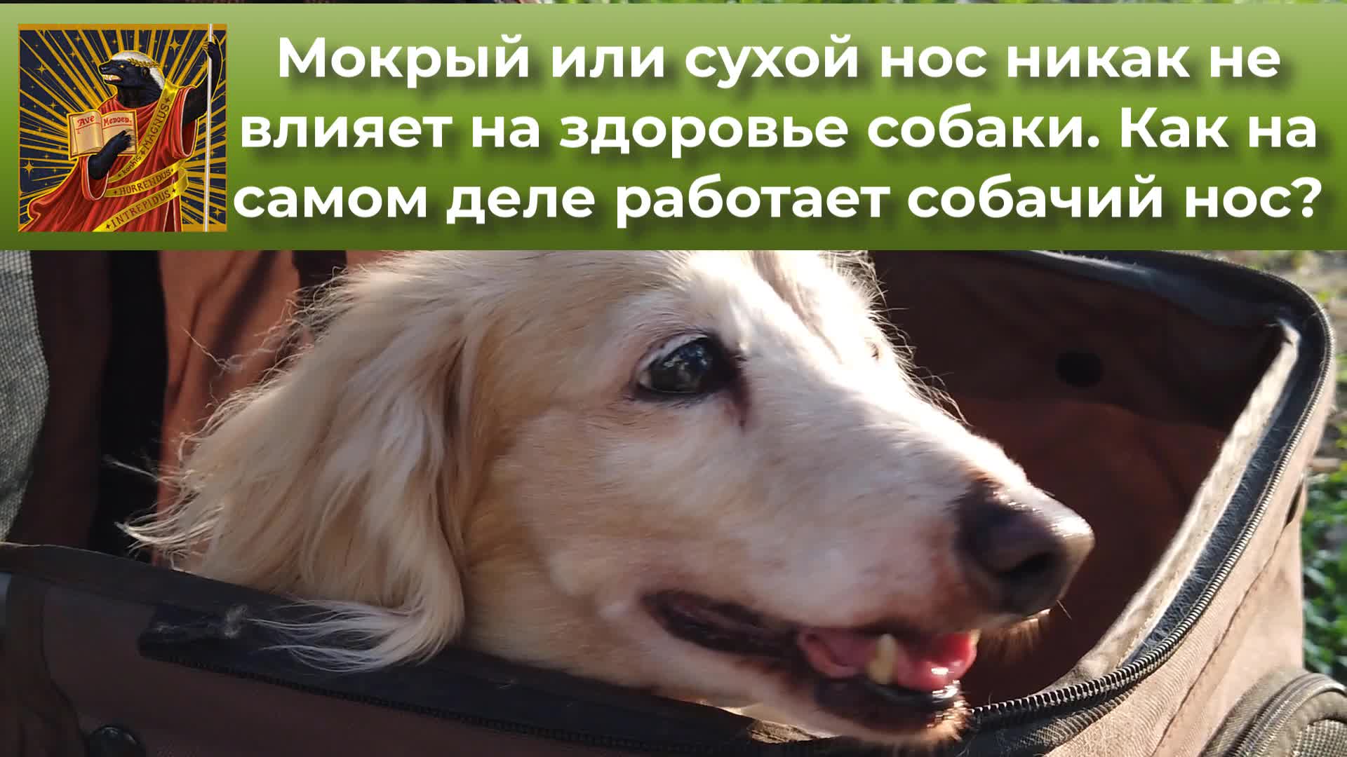 день работай как собака открытки. день работай как собака. собака в офисном костюме. работаю как собака. открытки день работай усерднее.