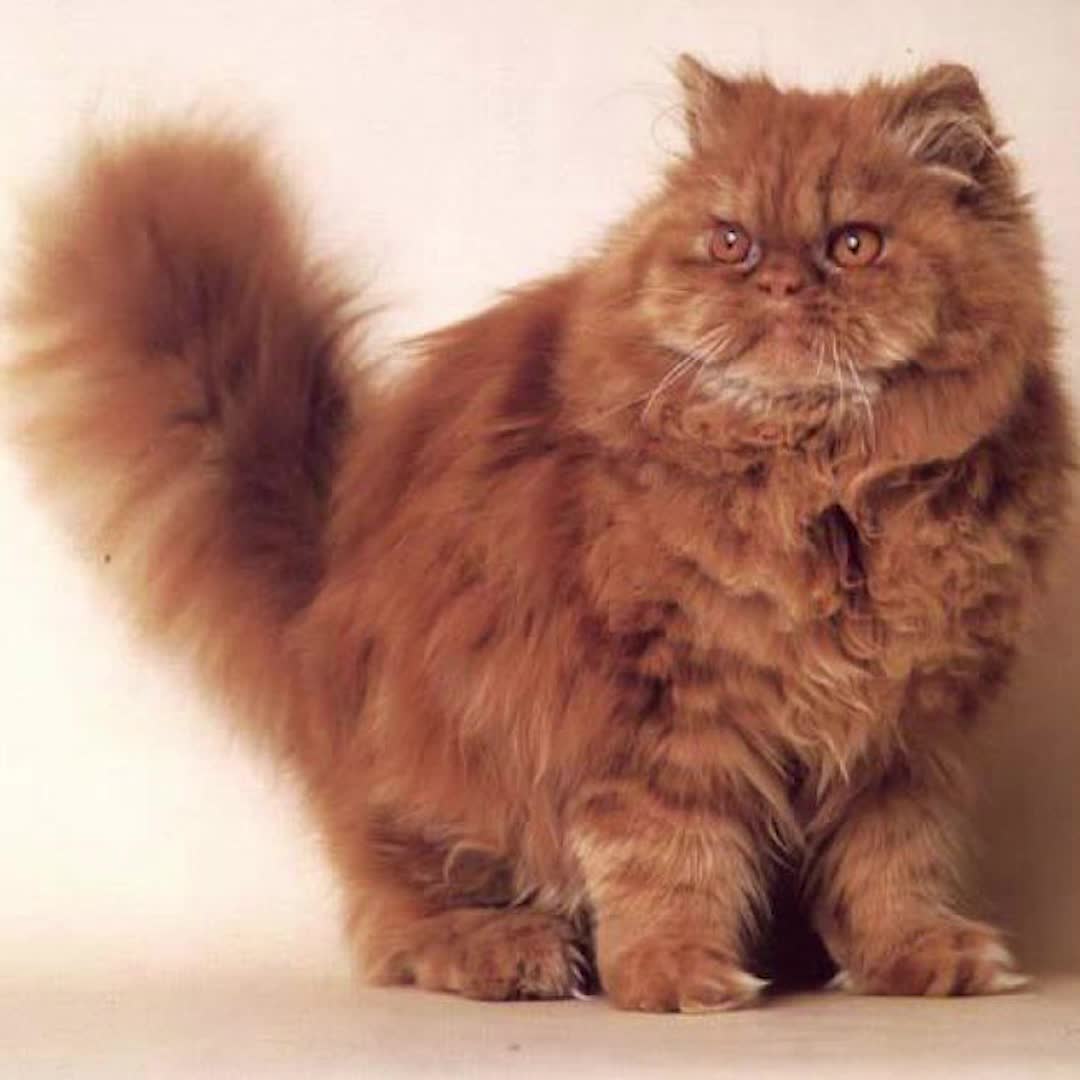 Персидский рыжий кот