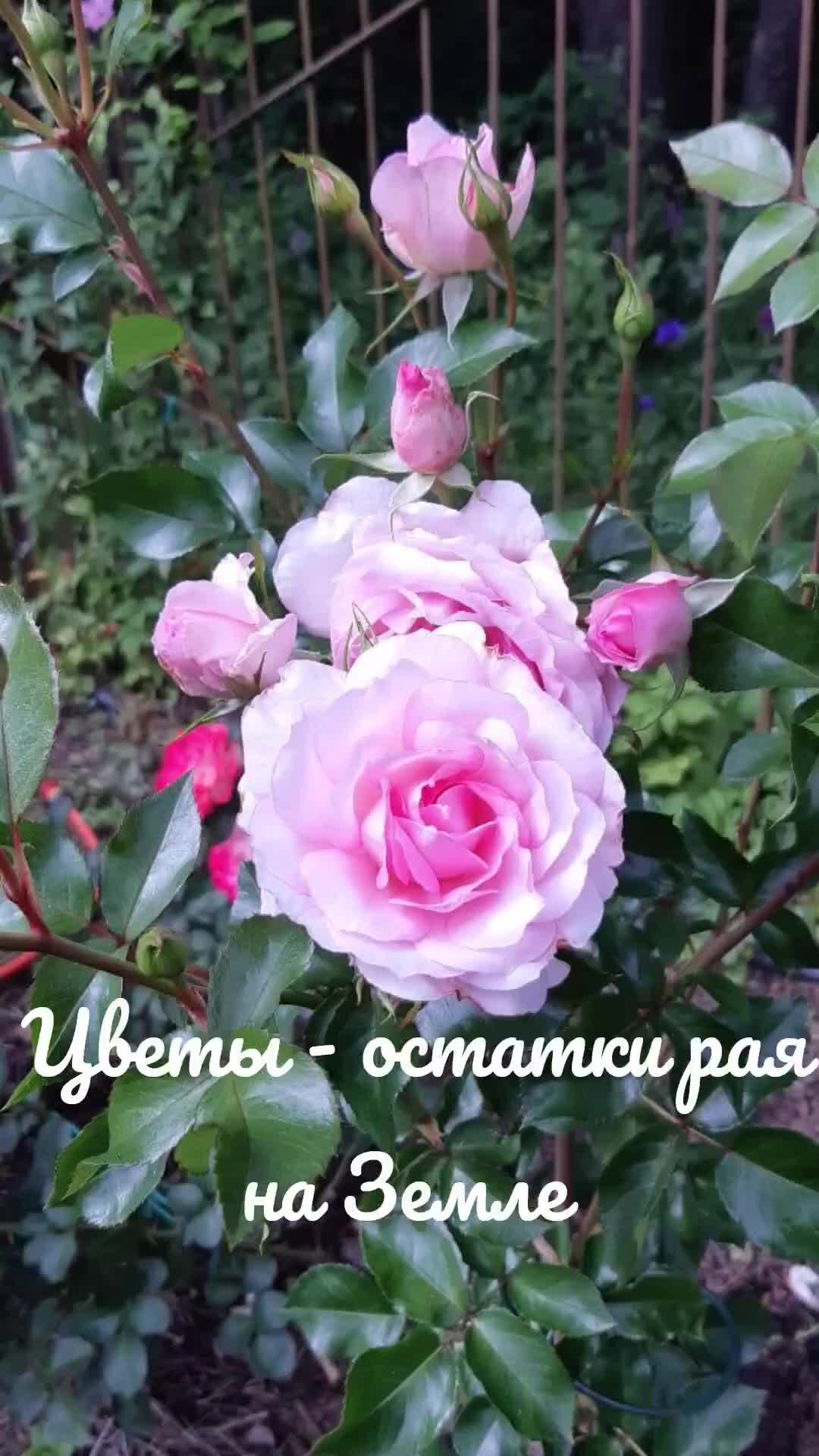 Людмила Баронина цветы
