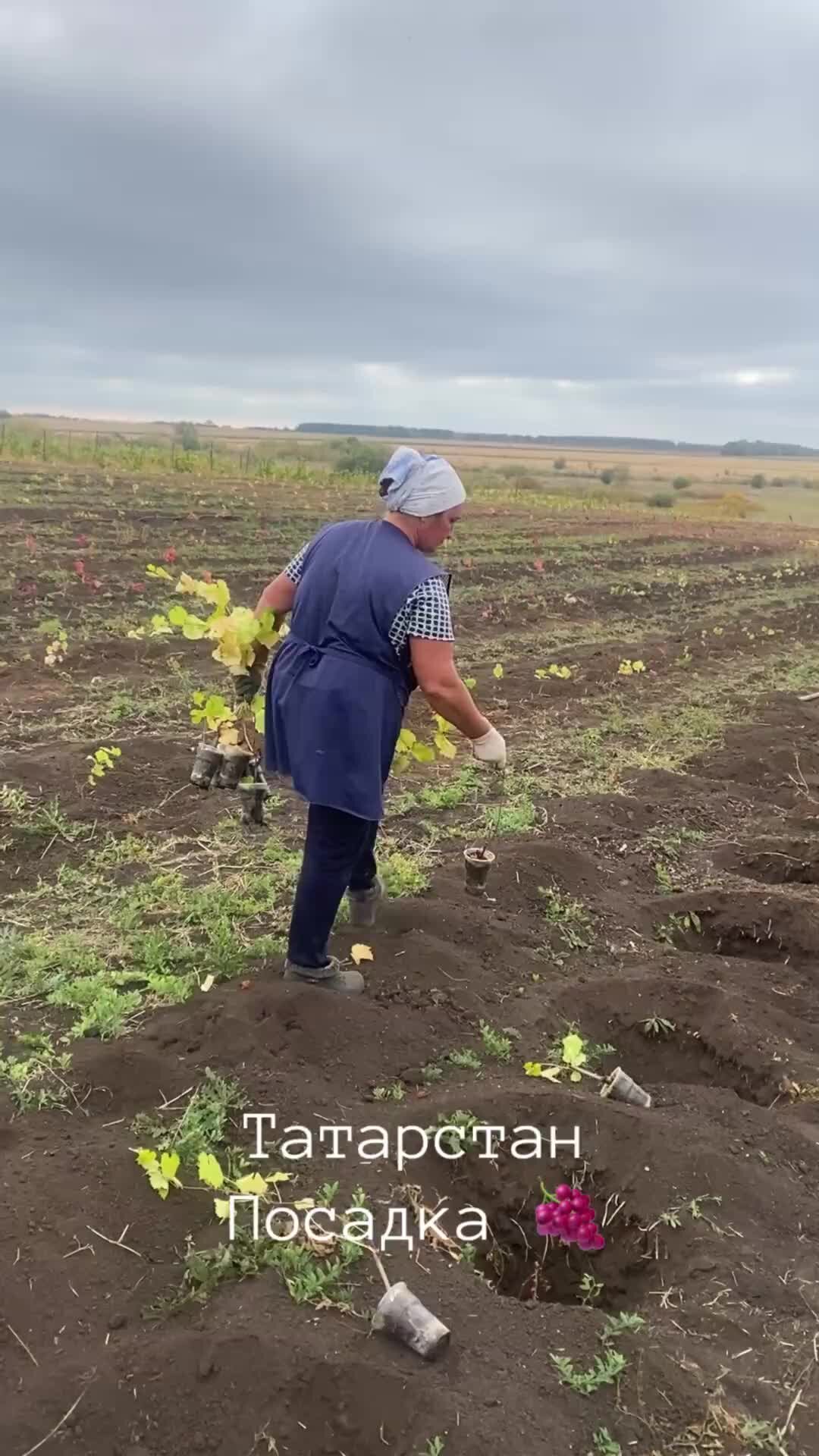 Камский виноградник камское устье. Камское устье виноградник татарстан. Камский виноградник татарстан. Виноградники камское устье. Винограднаы плантция адл.