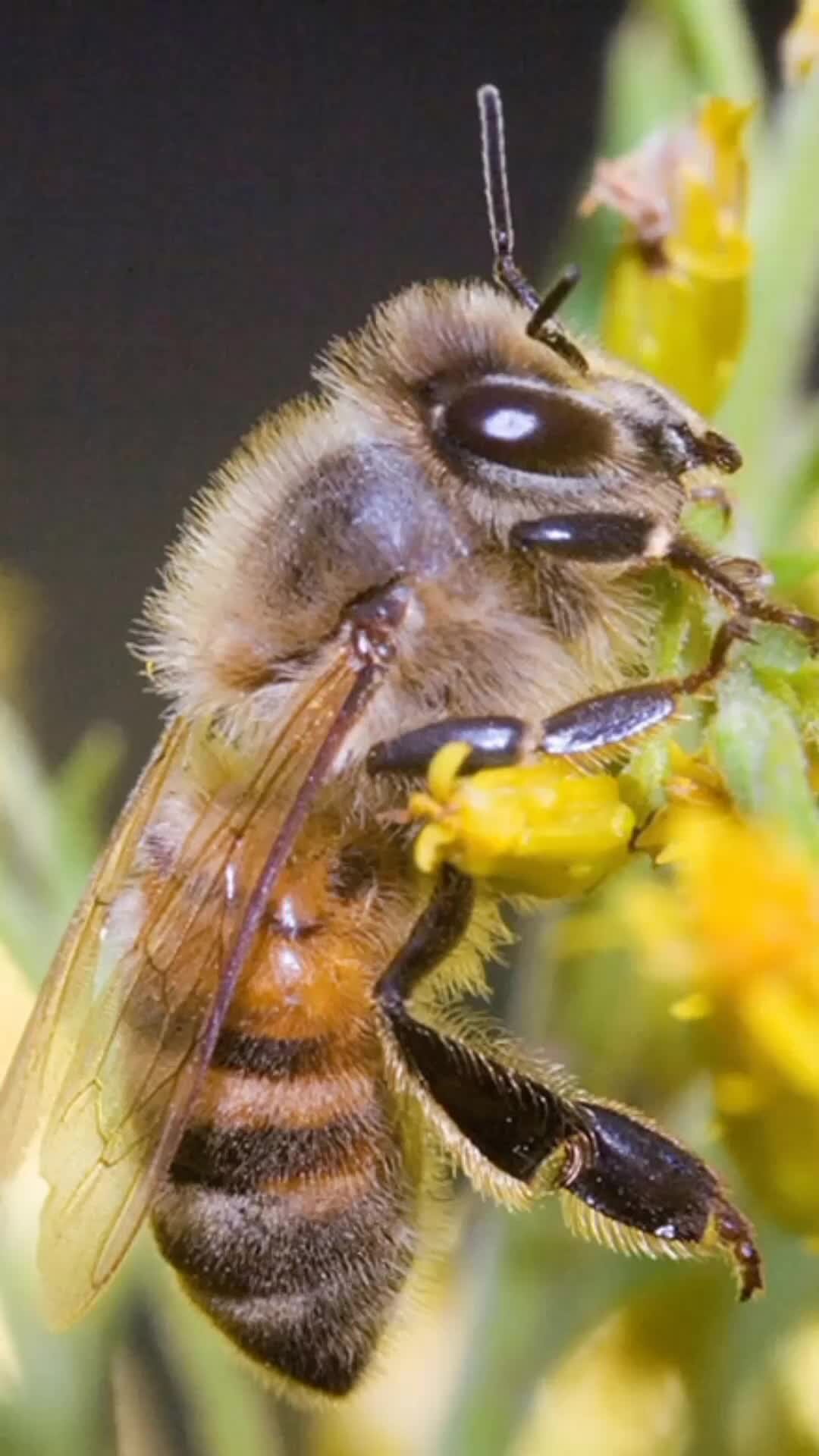 Жизнь домашних пчел. Африканская медоносная пчела. Анатолийская пчела. Пчëла. Пчела Макросъемка.