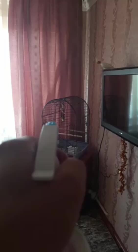 учить волнистого попугайчика. разговор волнистых попугаев. зеркальце для волнистых попугаев. молодые волнистые попугаи. как можно научить попугая разговаривать.