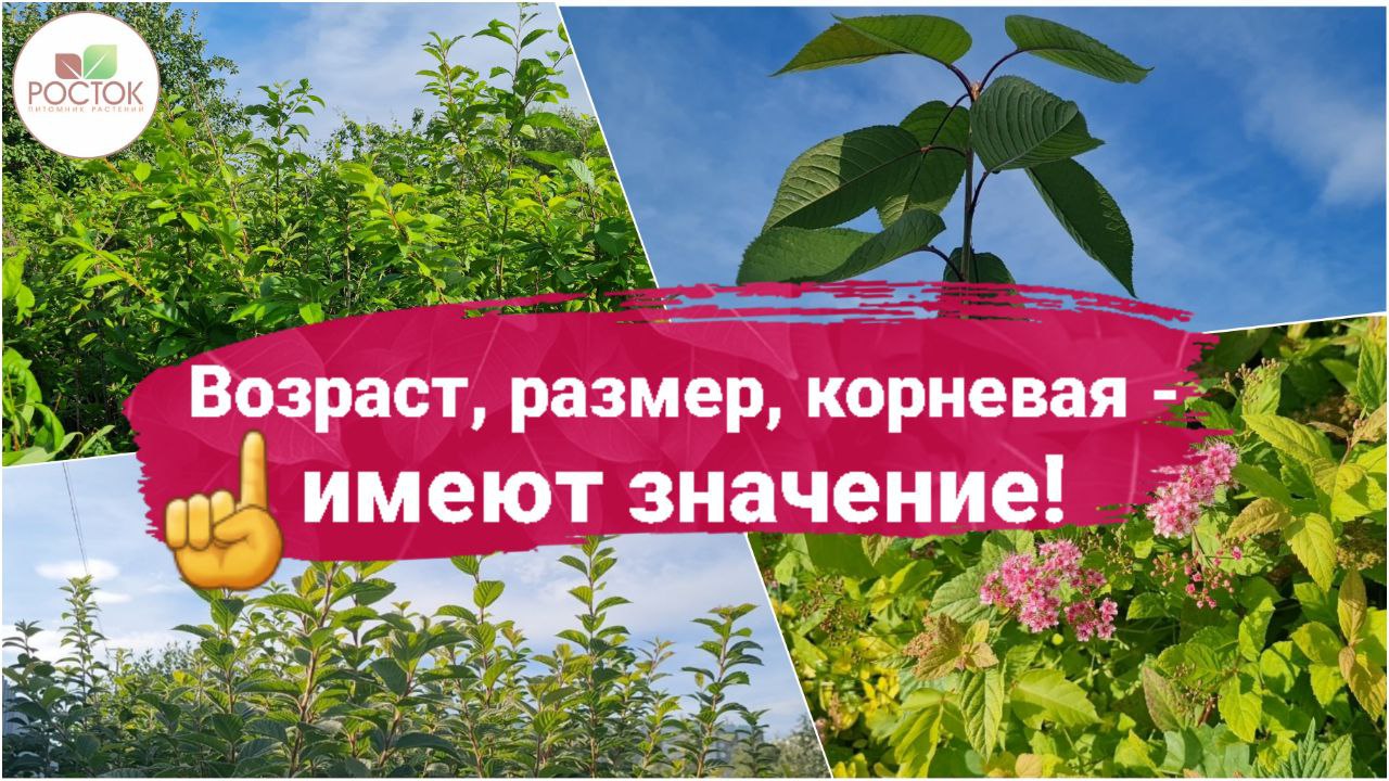 Сайт росток питомник челябинск. Питомник Росток Челябинск. Питомник Росток. Питомник Росток Курск. Питомник Росток каталог на 2024 год.