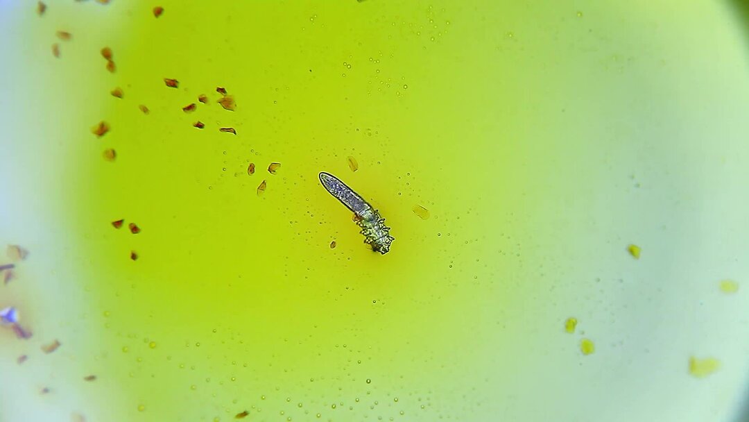 Йод против клеща | Угревая Железница Demodex | Микромир | Дзен