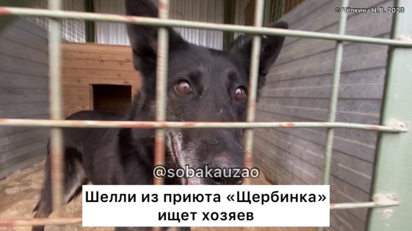 Приют для животных междуреченск. Собачий приют в щербинке. Приют для собак щербинка. Собачий приют ул брусилова. Кошачий приют в щербинке.