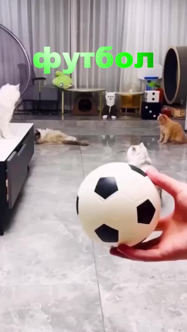 кот месси говорит