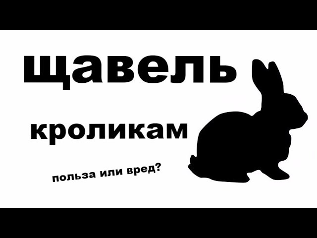 Какие корма можно кроликам. Можно давать кролику картошку. Что можно давать кроликам. Можно ли кроликам баклажаны. Таблица подкормки баклажанов.